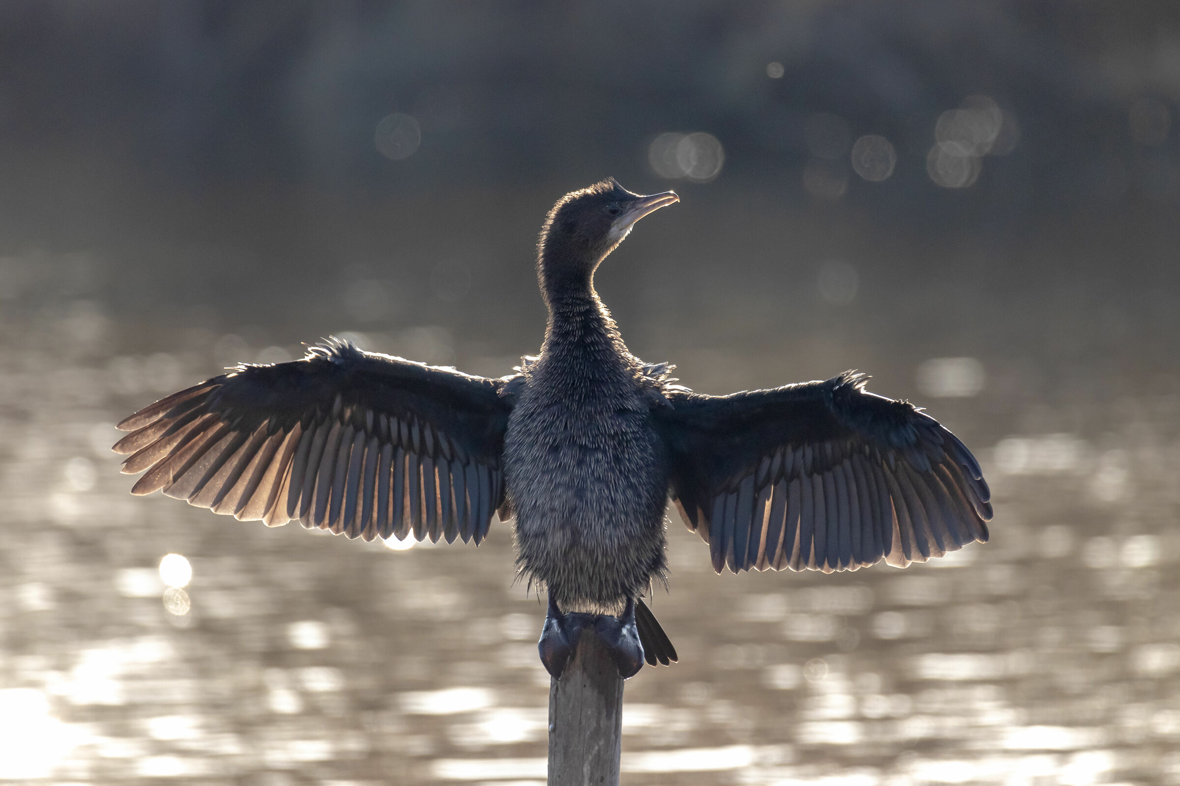 Drying of the minor marangone