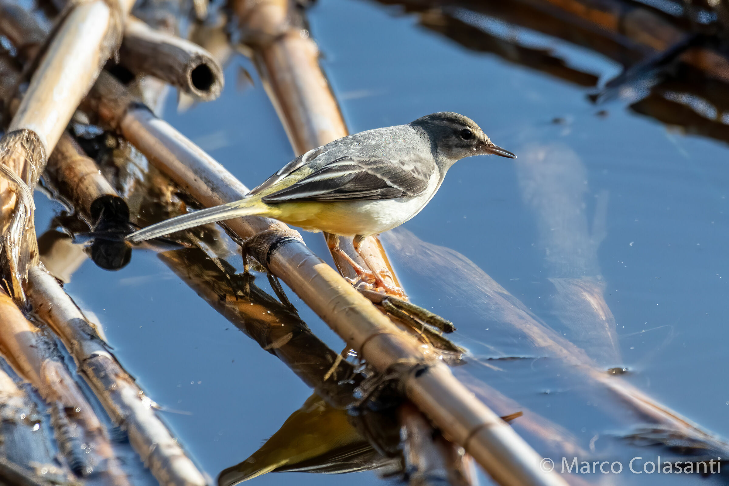 Yellow dancer in observation