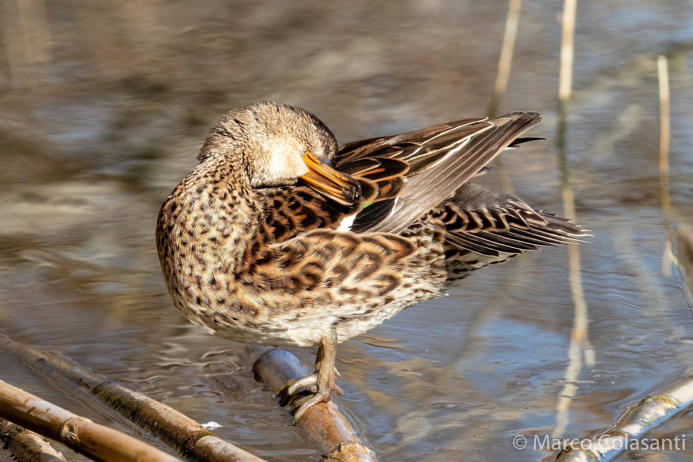 Female royal german.... some toilet