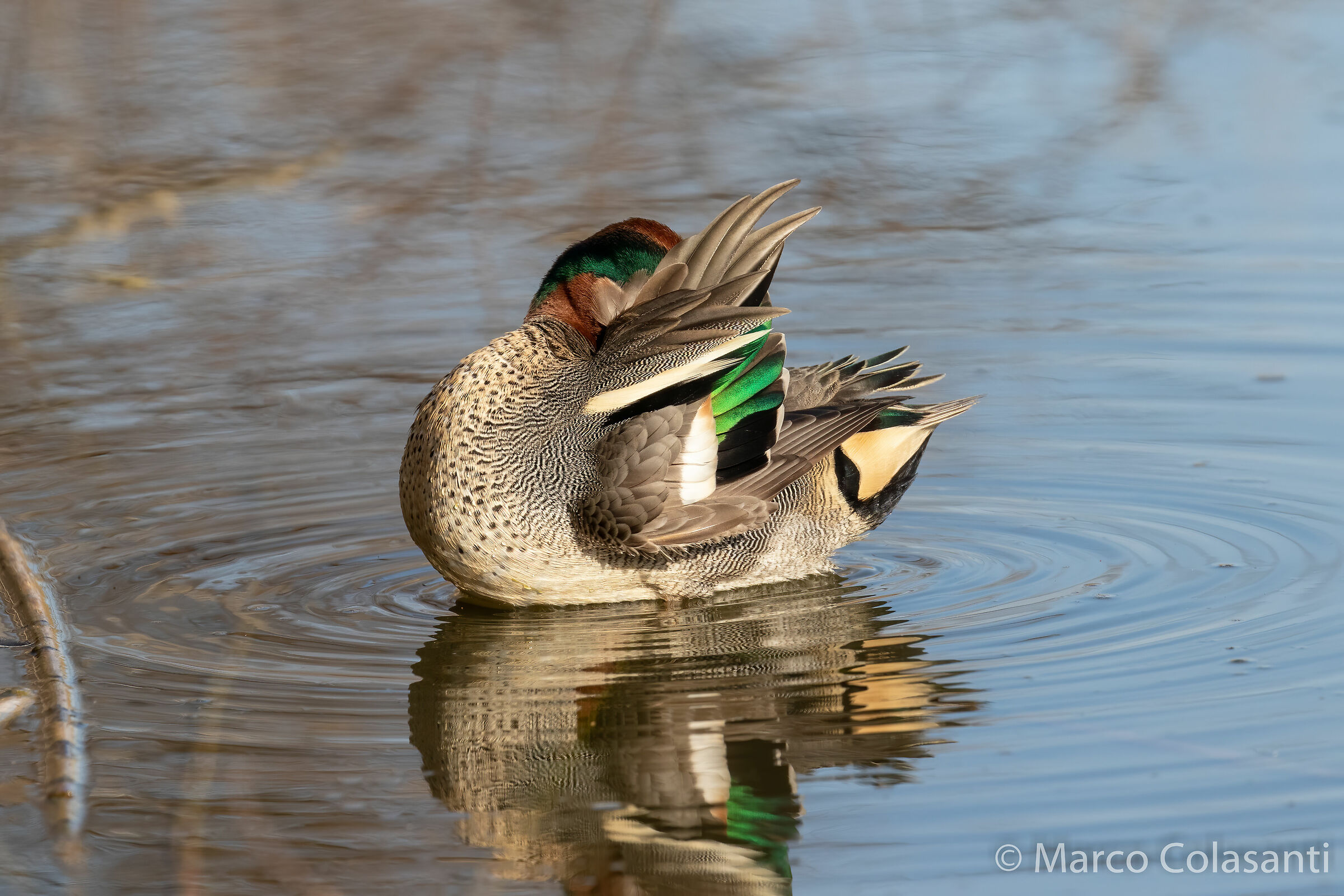 oh I'm ashamed... (Alzavola)