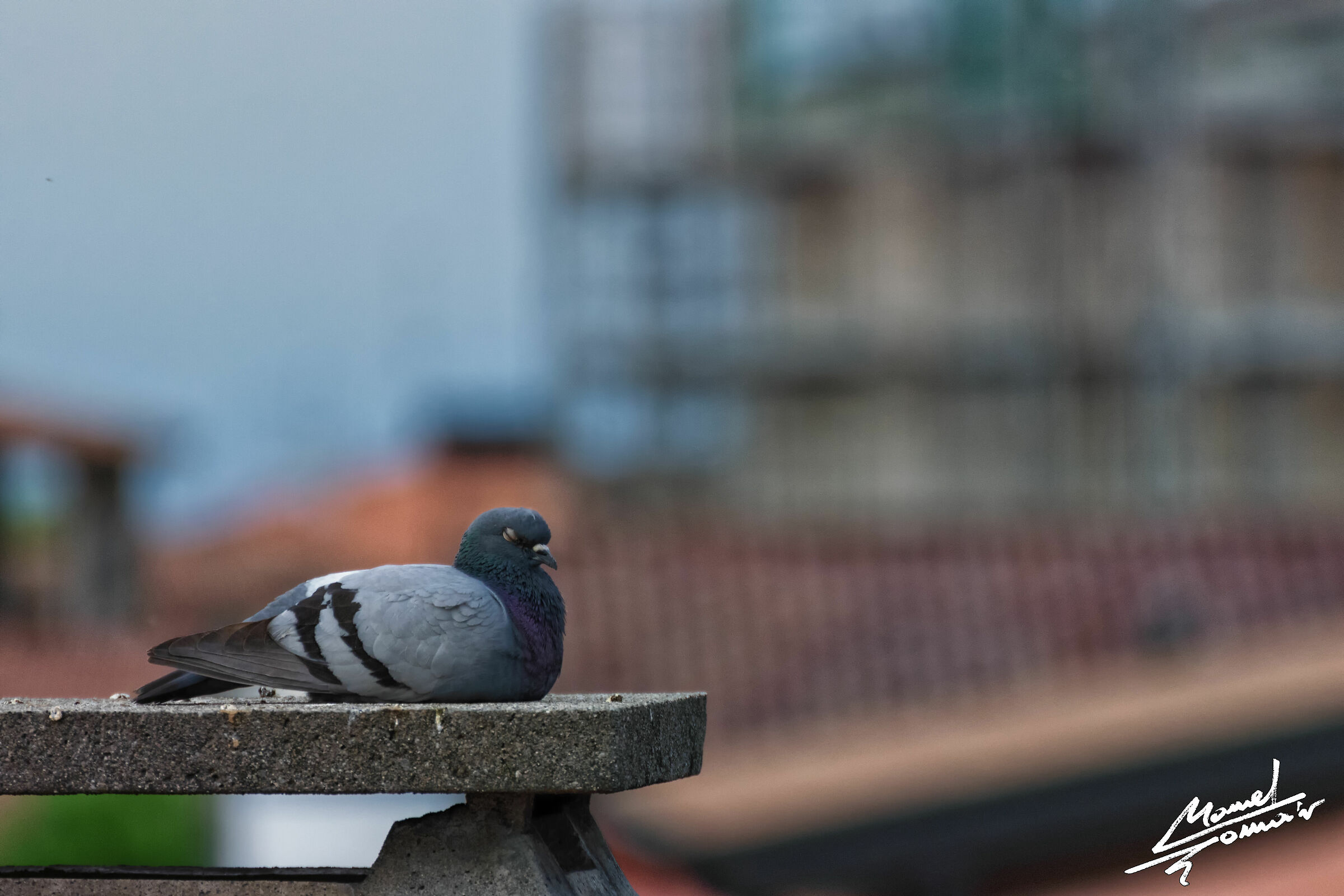 Piccione 4 (Columba livia)