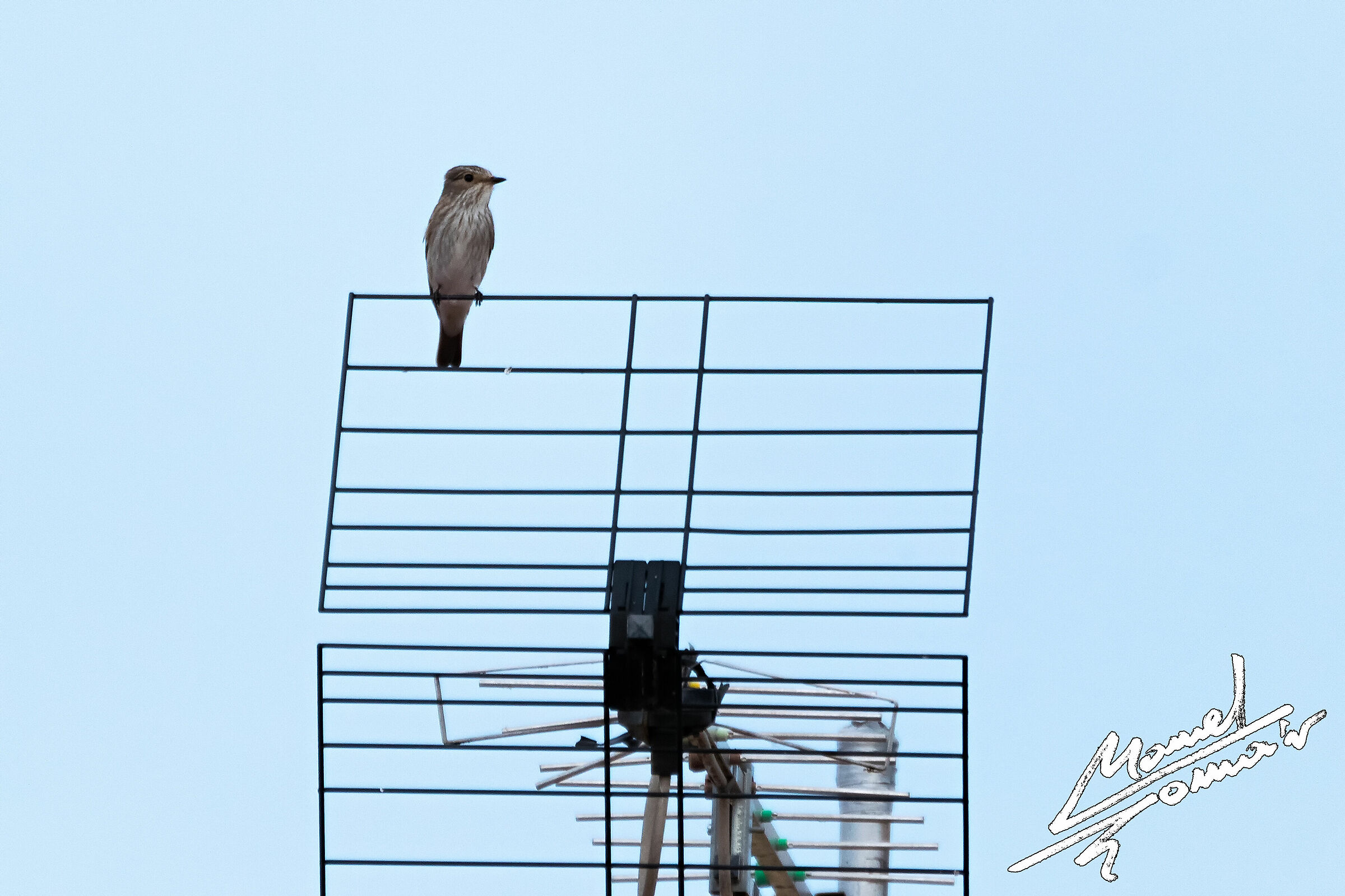 Pigliamosche comune 1 (Muscicapa striata)