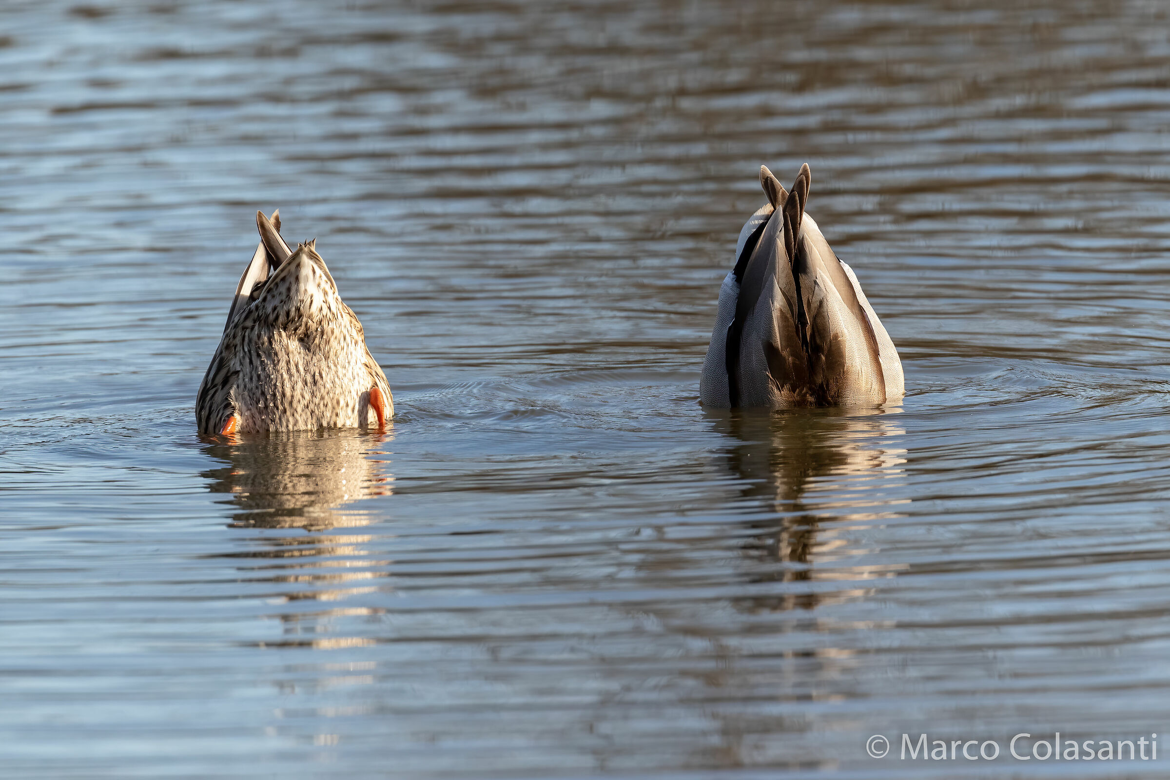 oohhps... (royal german couple)
