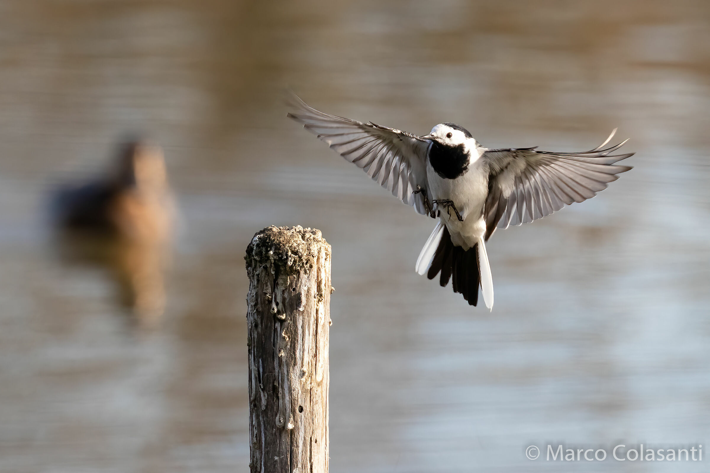 White dancer landing...