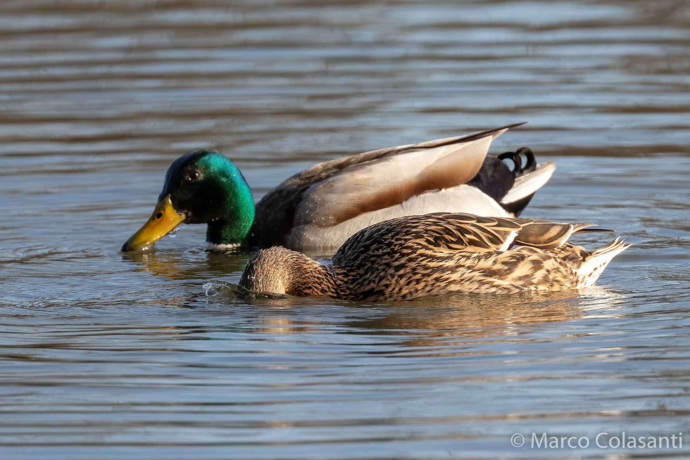 Royal Germans .... couple