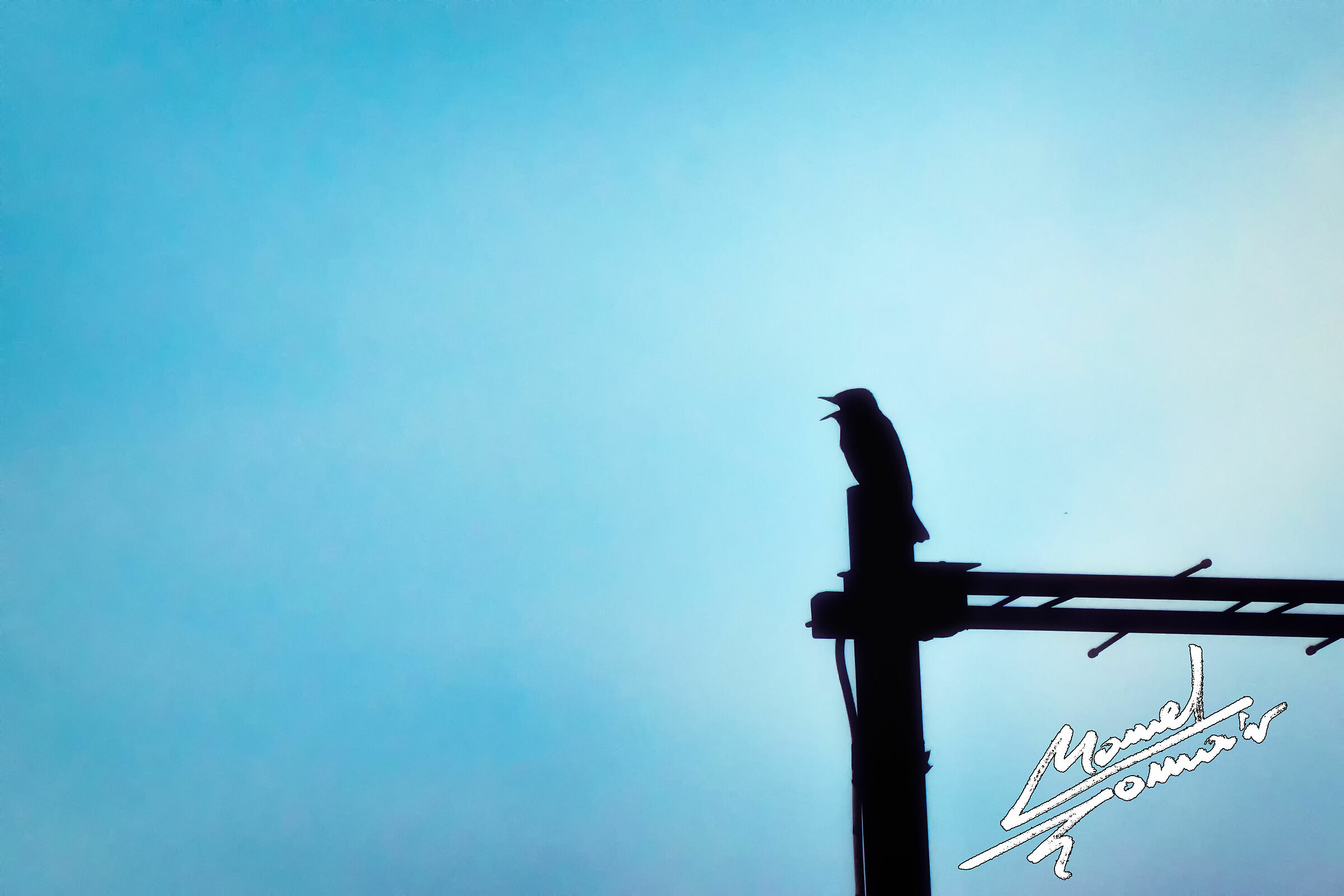 Pigliamosche comune 2 (Muscicapa striata)