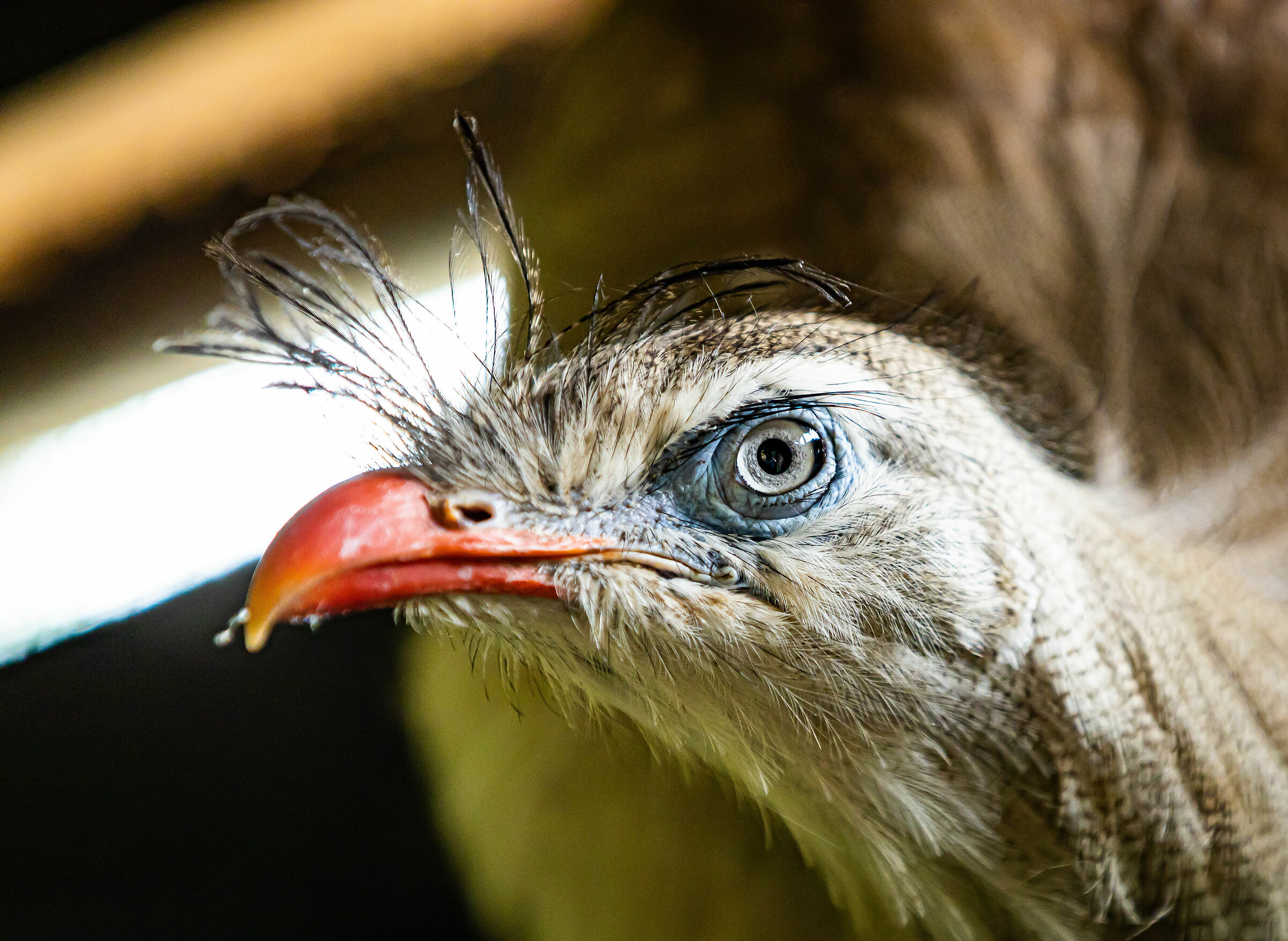 La Marisa - Cariama cristata
