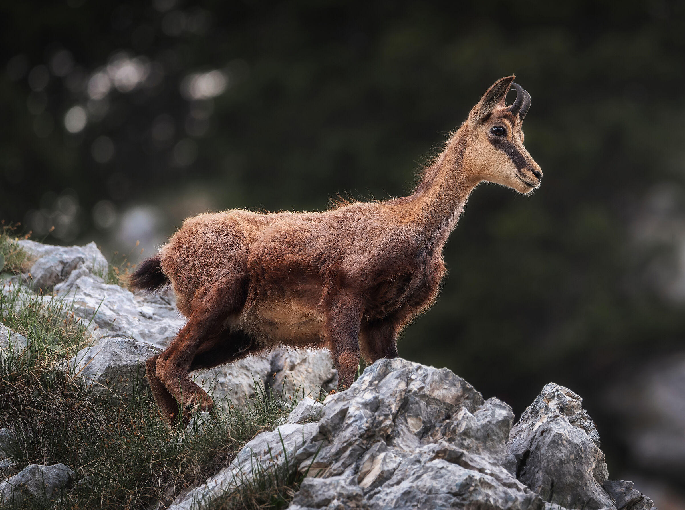 The chamois