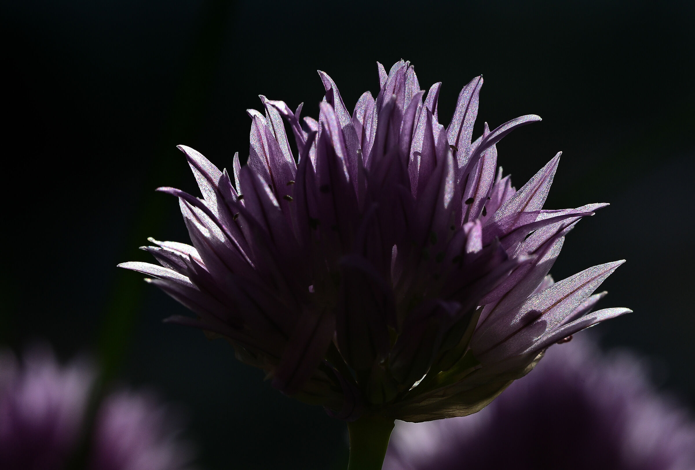 Chives flower