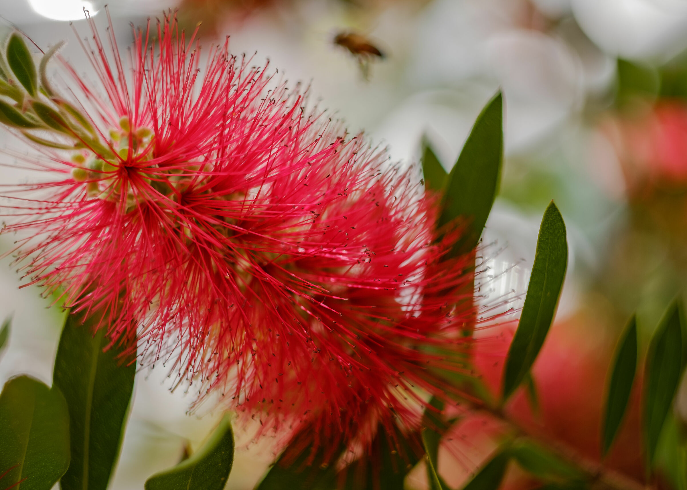 Callistemon with apettes