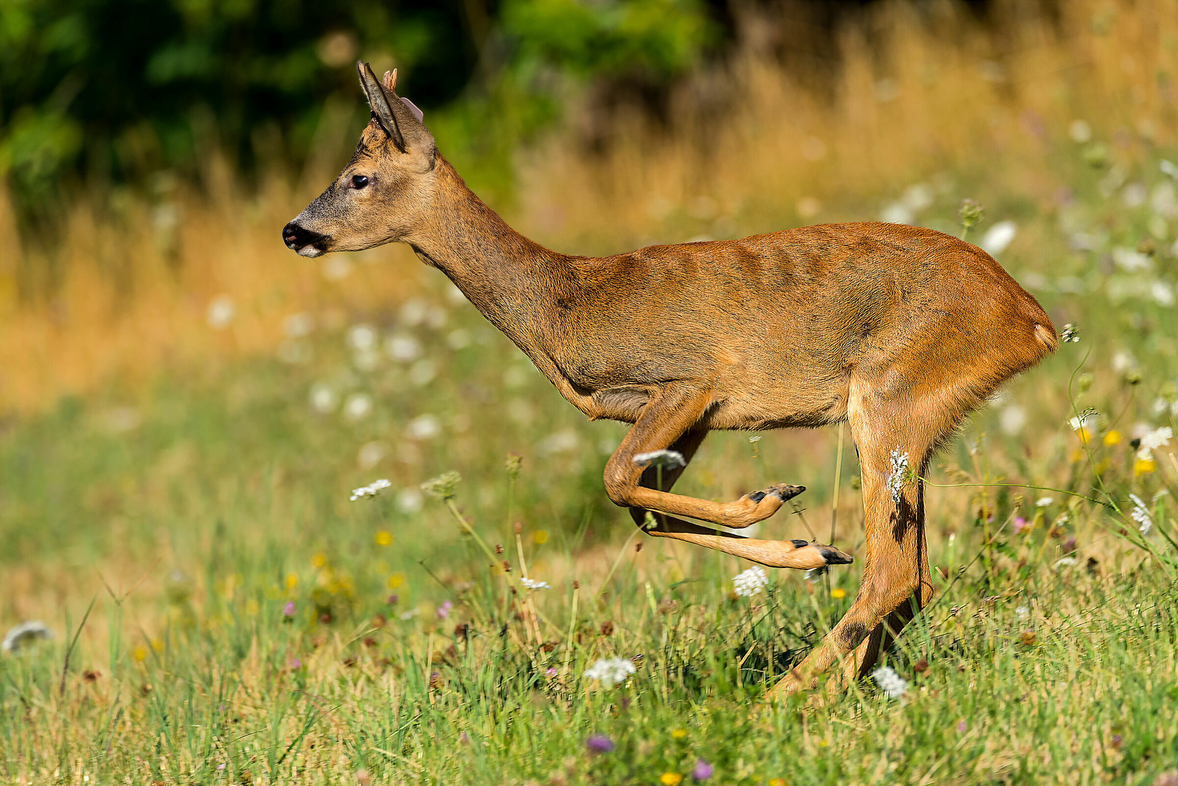 Roe deer (Modena Apennine)
