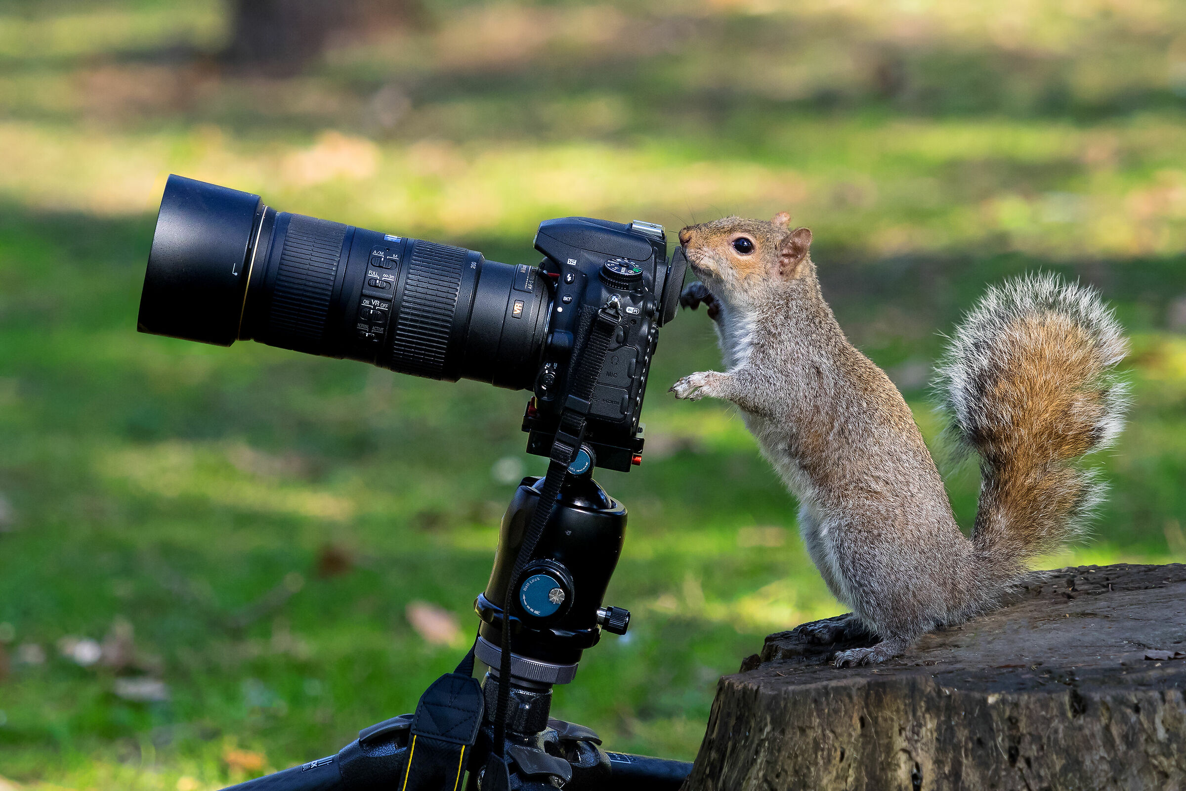 Squirrel (Legnano Park)