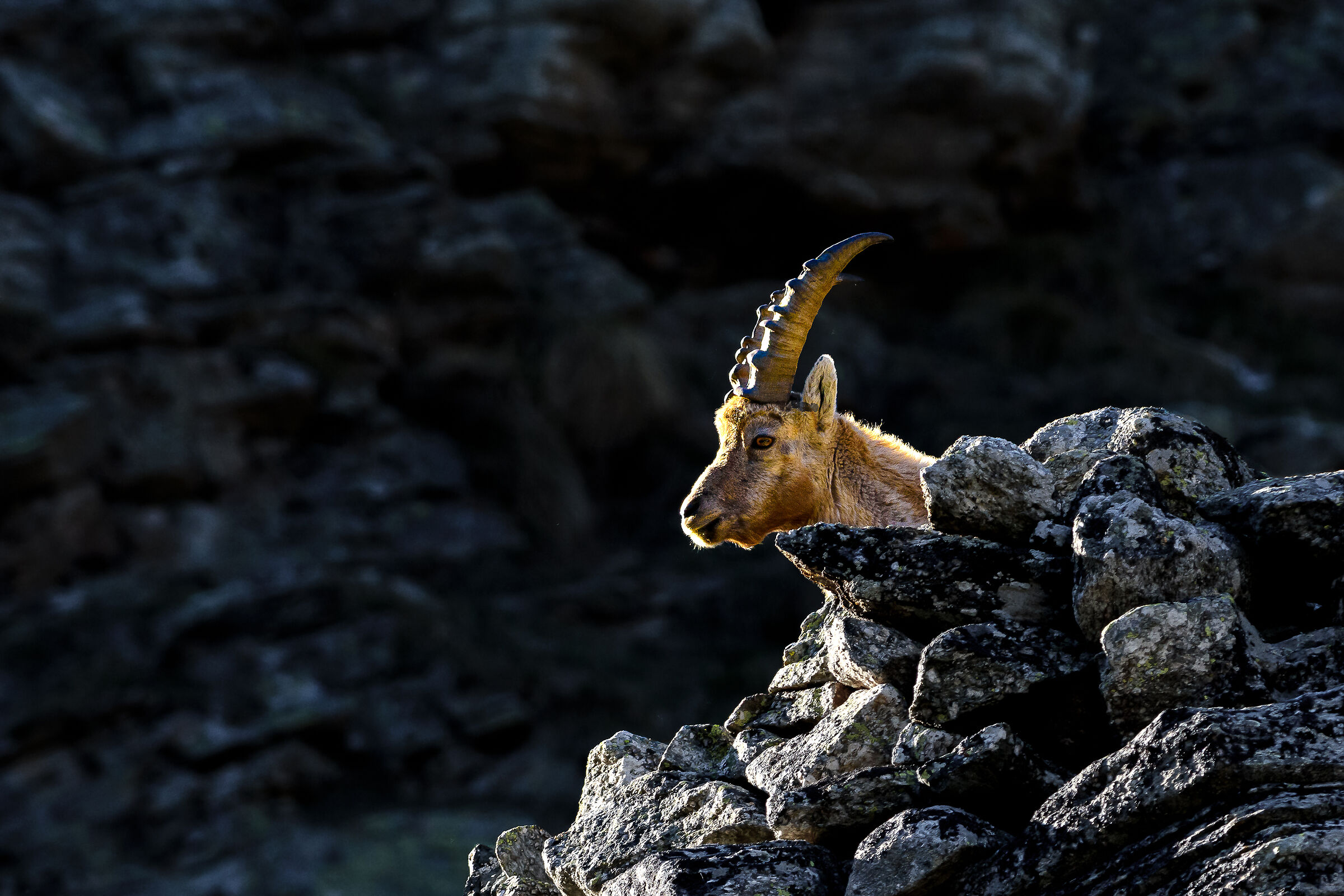 Ibex (Park Gran Paradiso)