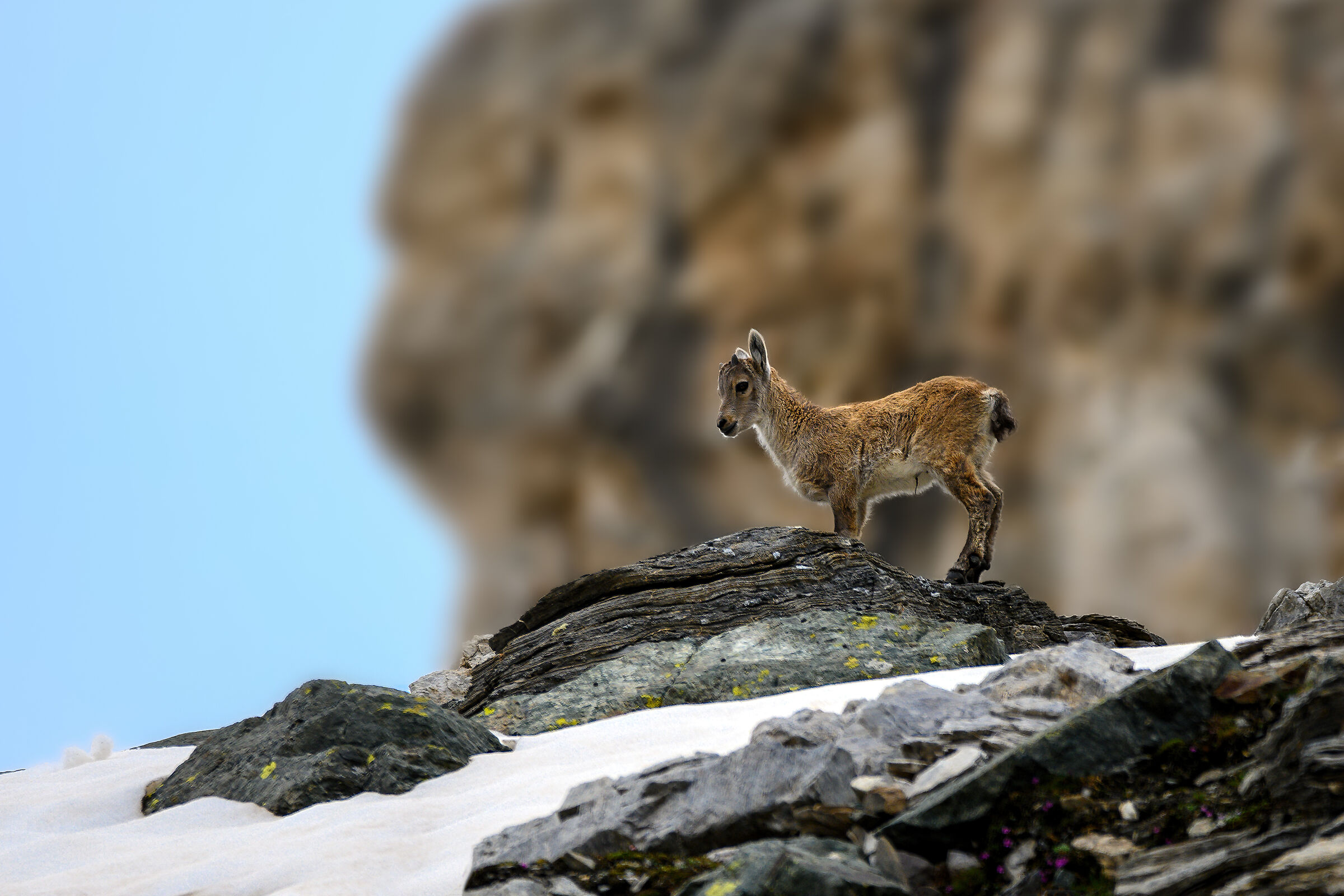 Young Ibex (Val d'Aosta)
