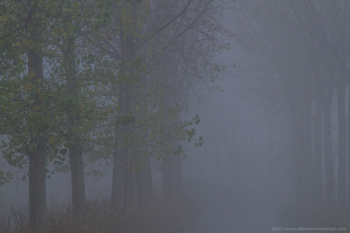 bosco nella nebbia