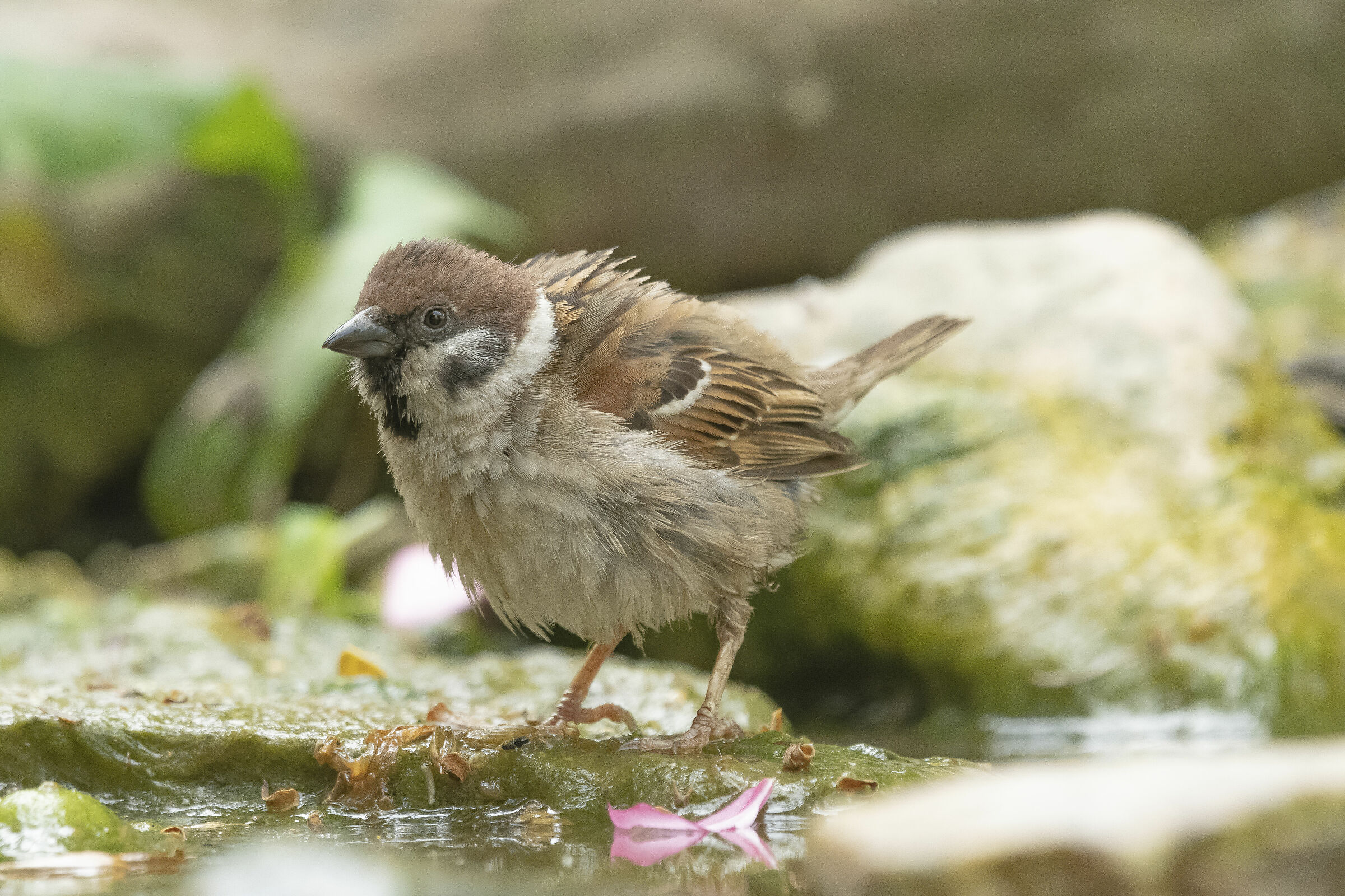 Mattuce Sparrow