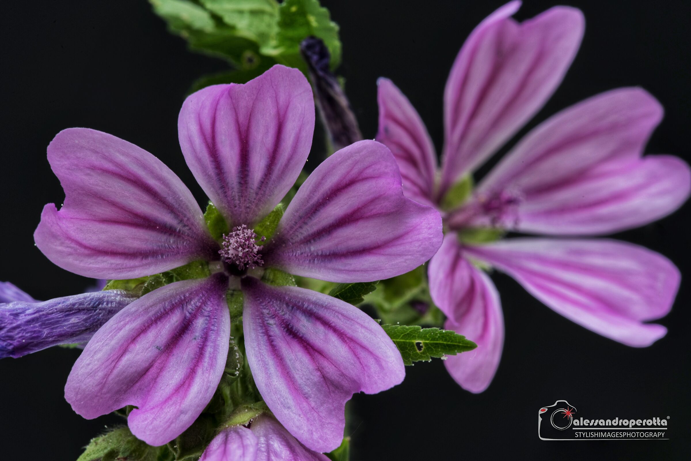 Wild Mauve