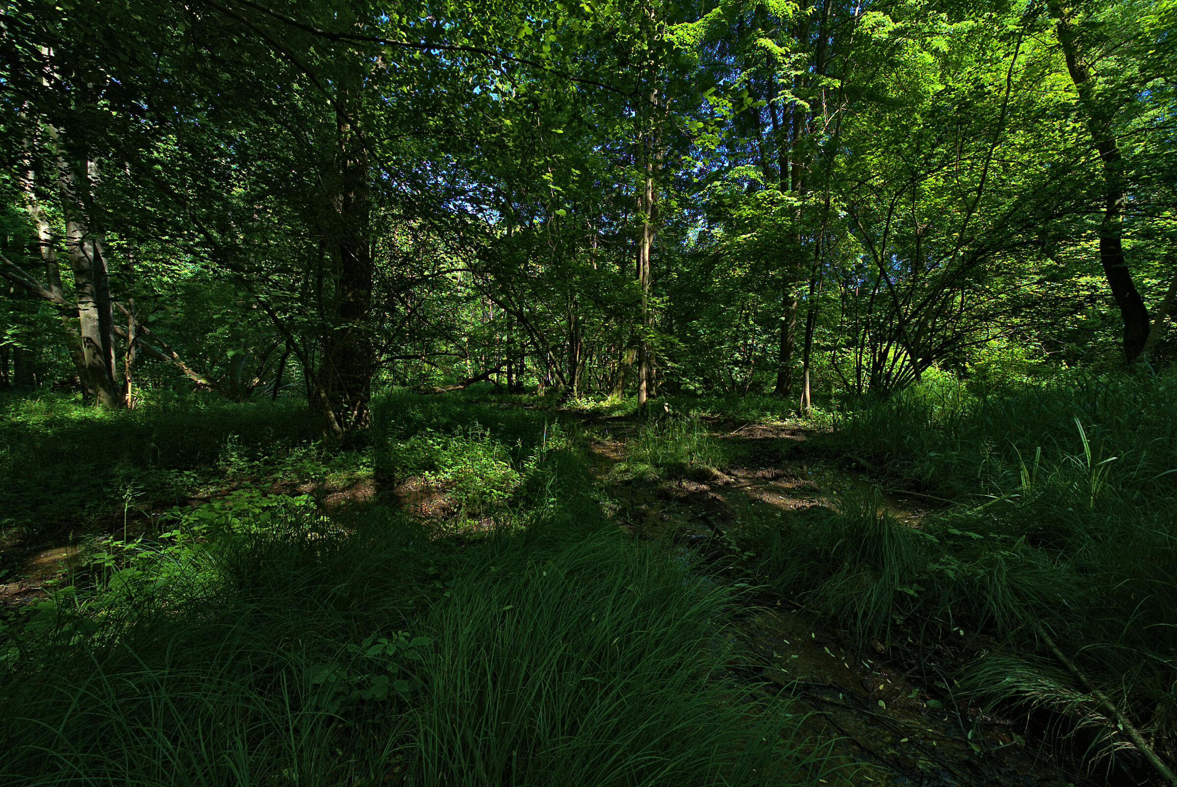 Sorgente-bagno dei cinghiali!