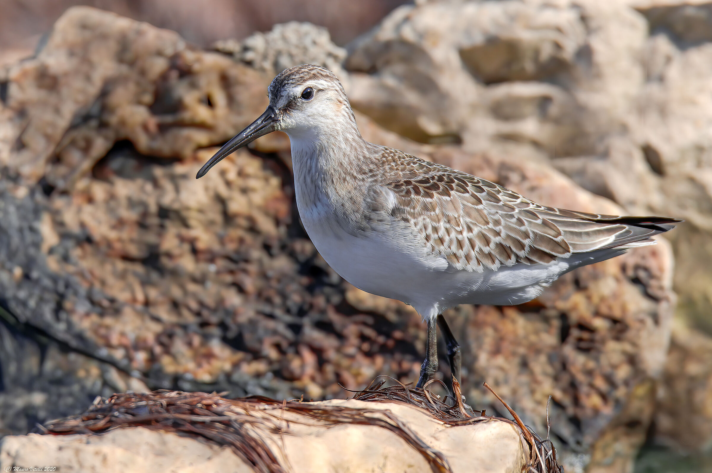 Piovanello Common (Calidris ferruginea)