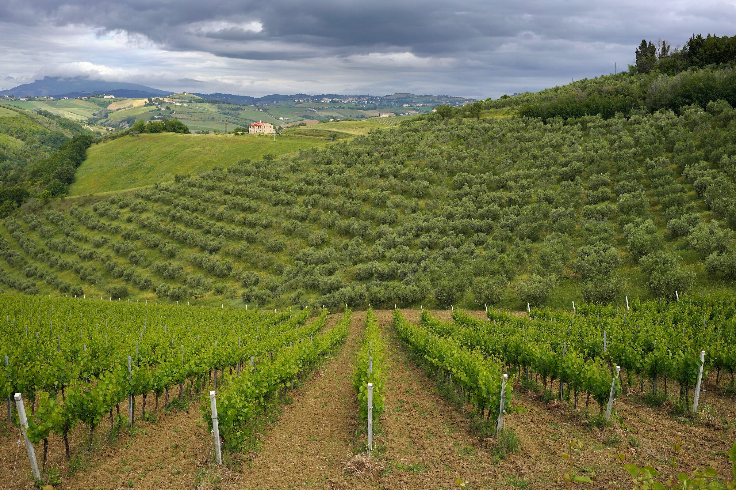Tra i vigneti (Monsampolo del Tronto)