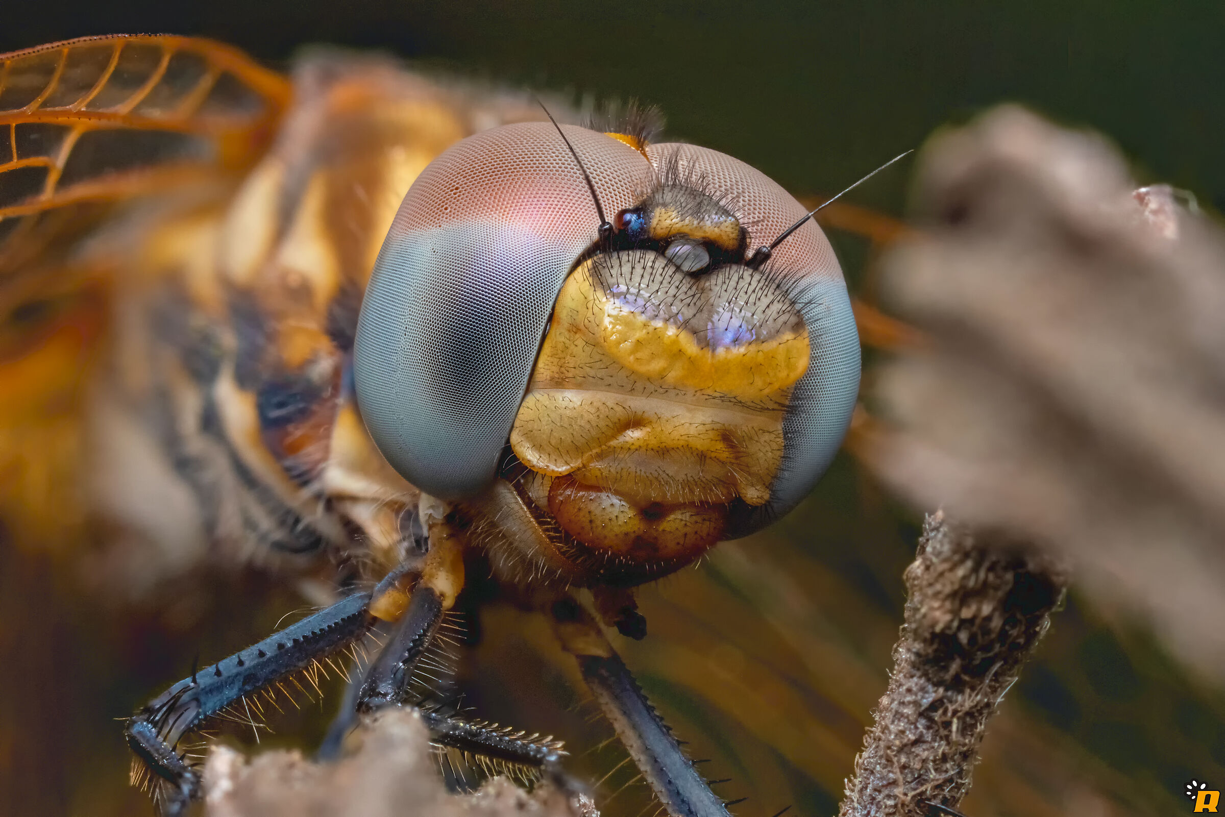 First dragonfly 2020