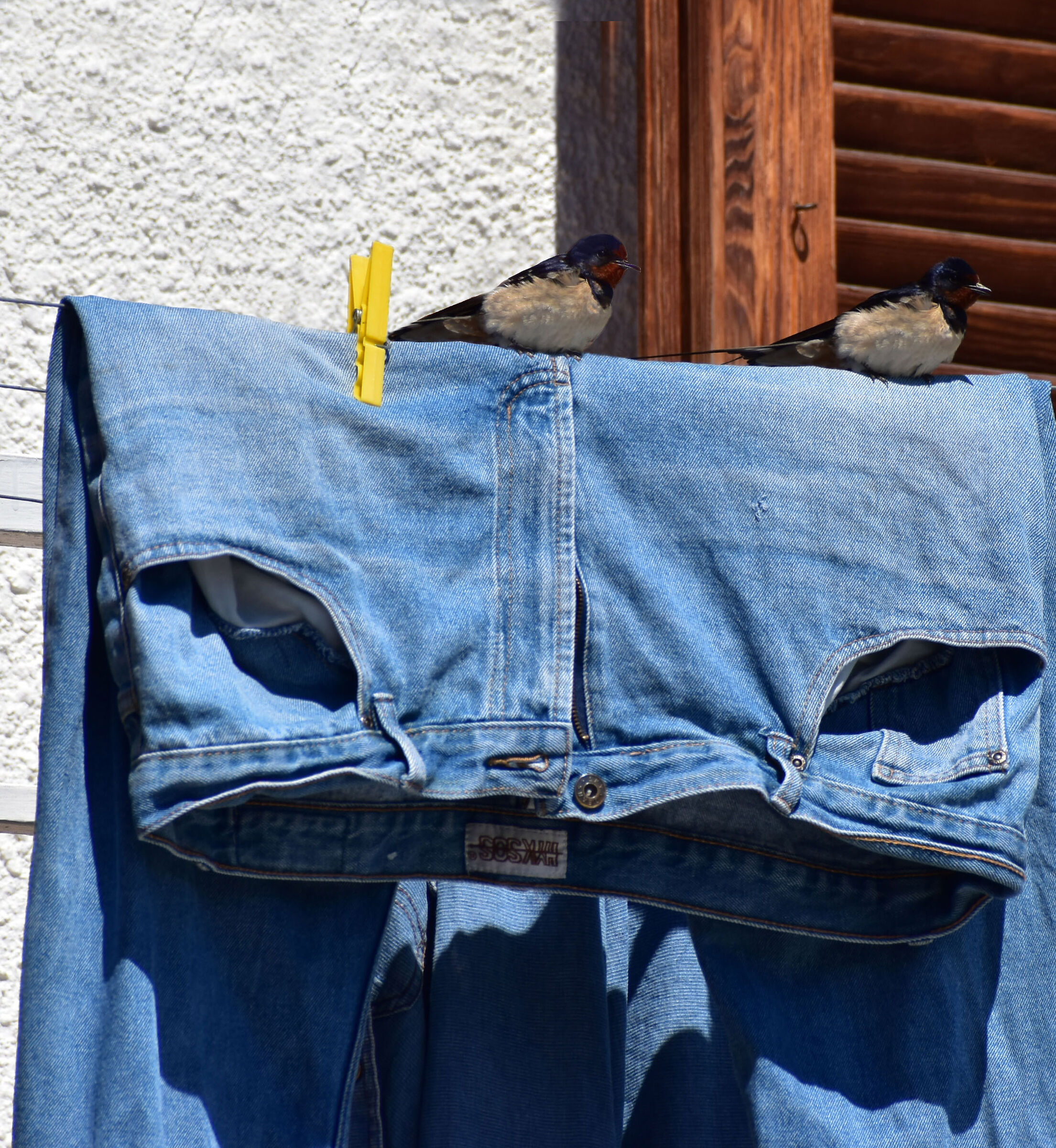 Uccellini pari e ...patta !!