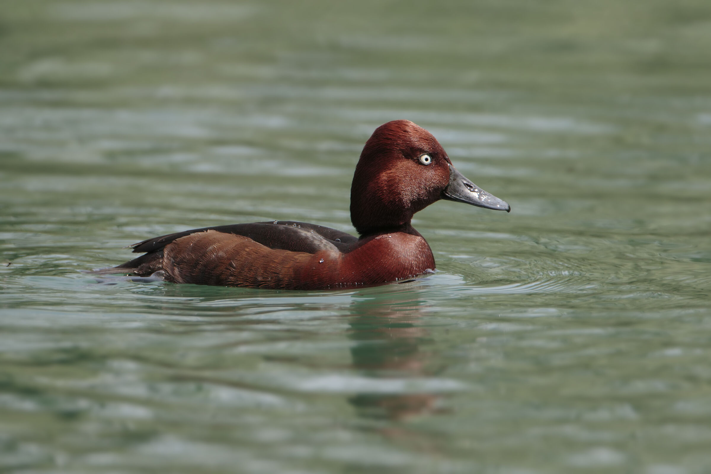 Moretta Tabaccata 2020