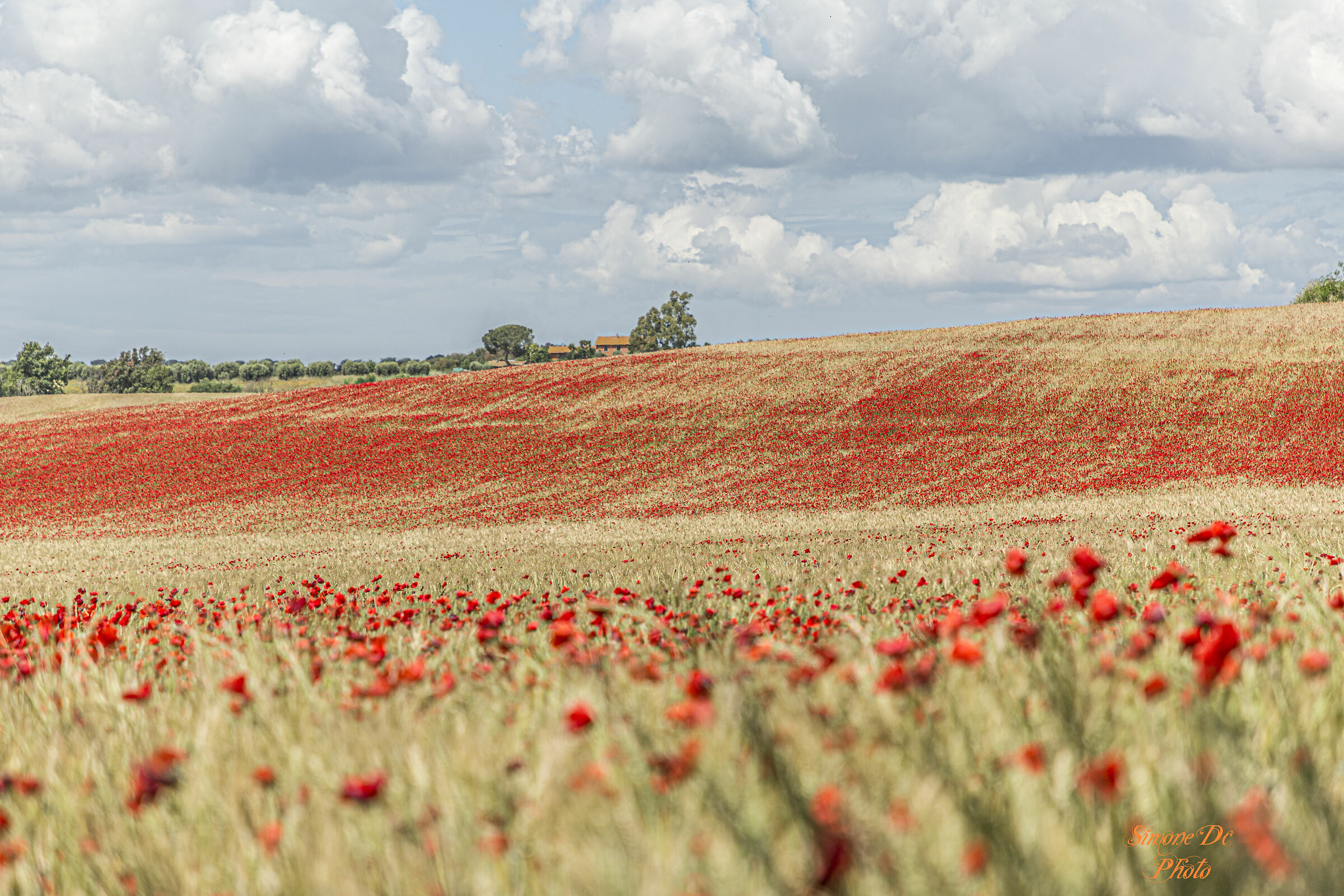 field of poppies