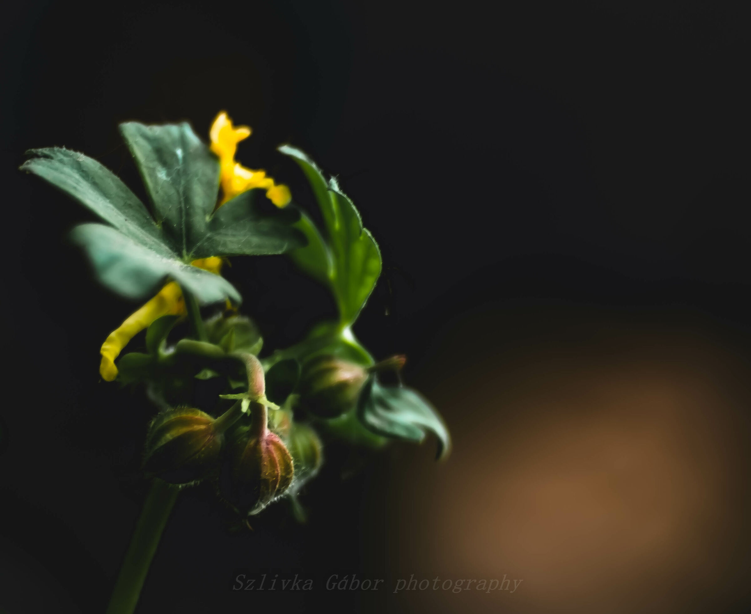 Buds
