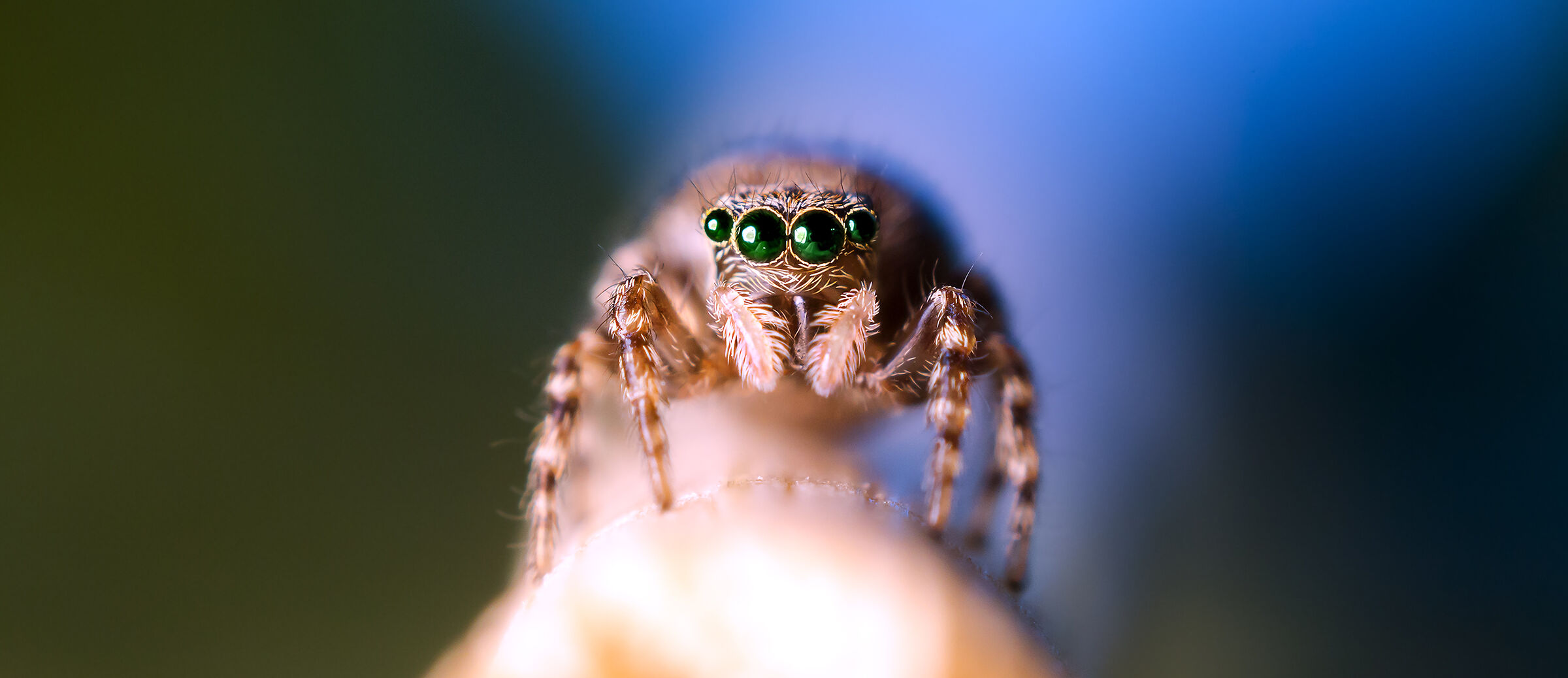 femmina di salterino