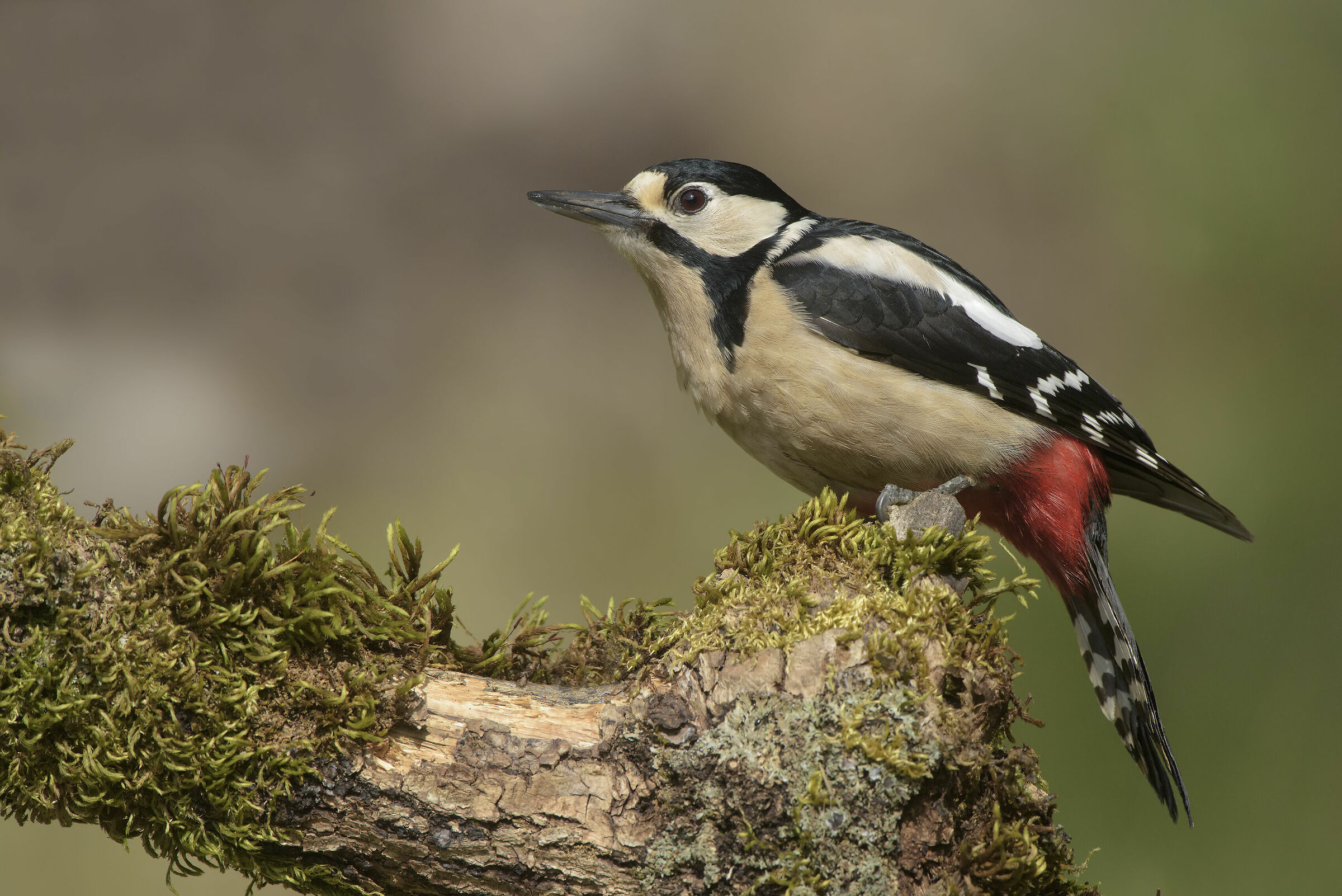 femmina di picchio rosso maggiore sardo