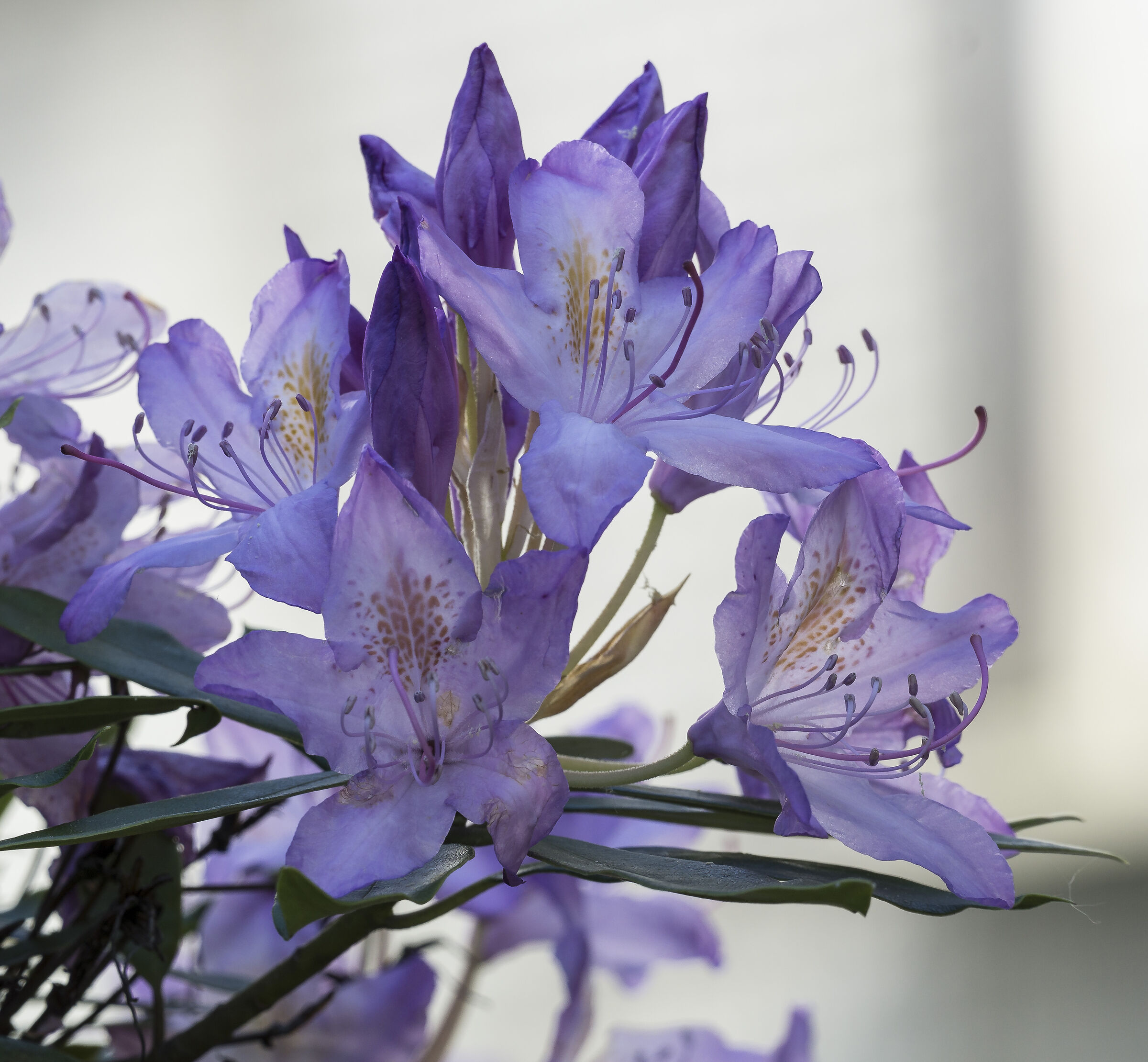 Rhododendron Catawbiense - 43