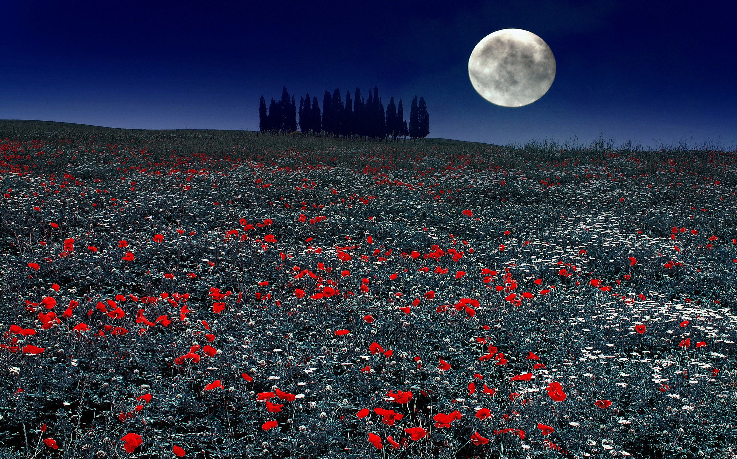 Val D'Orcia ... thousands of red poppies