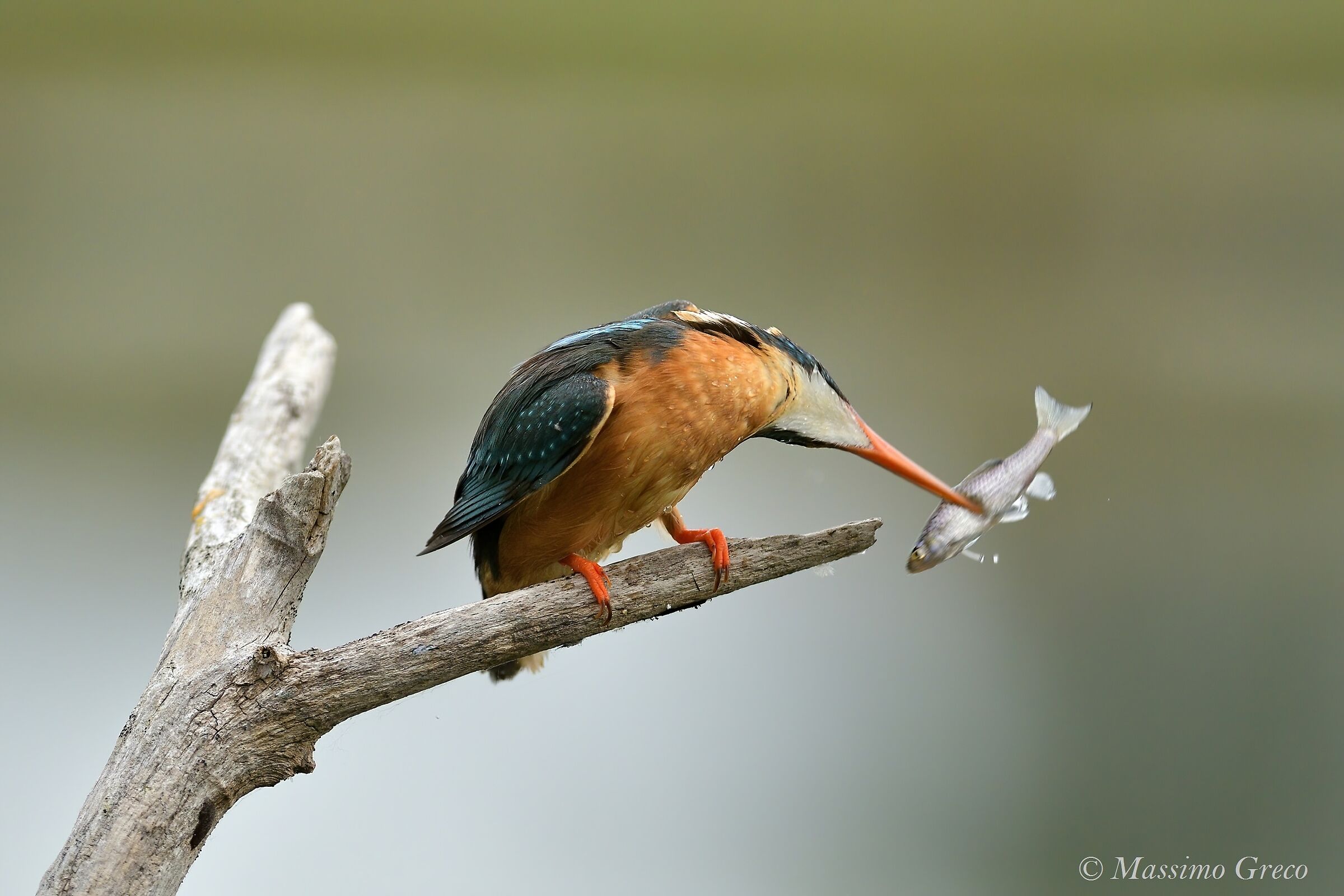 Kingfisher