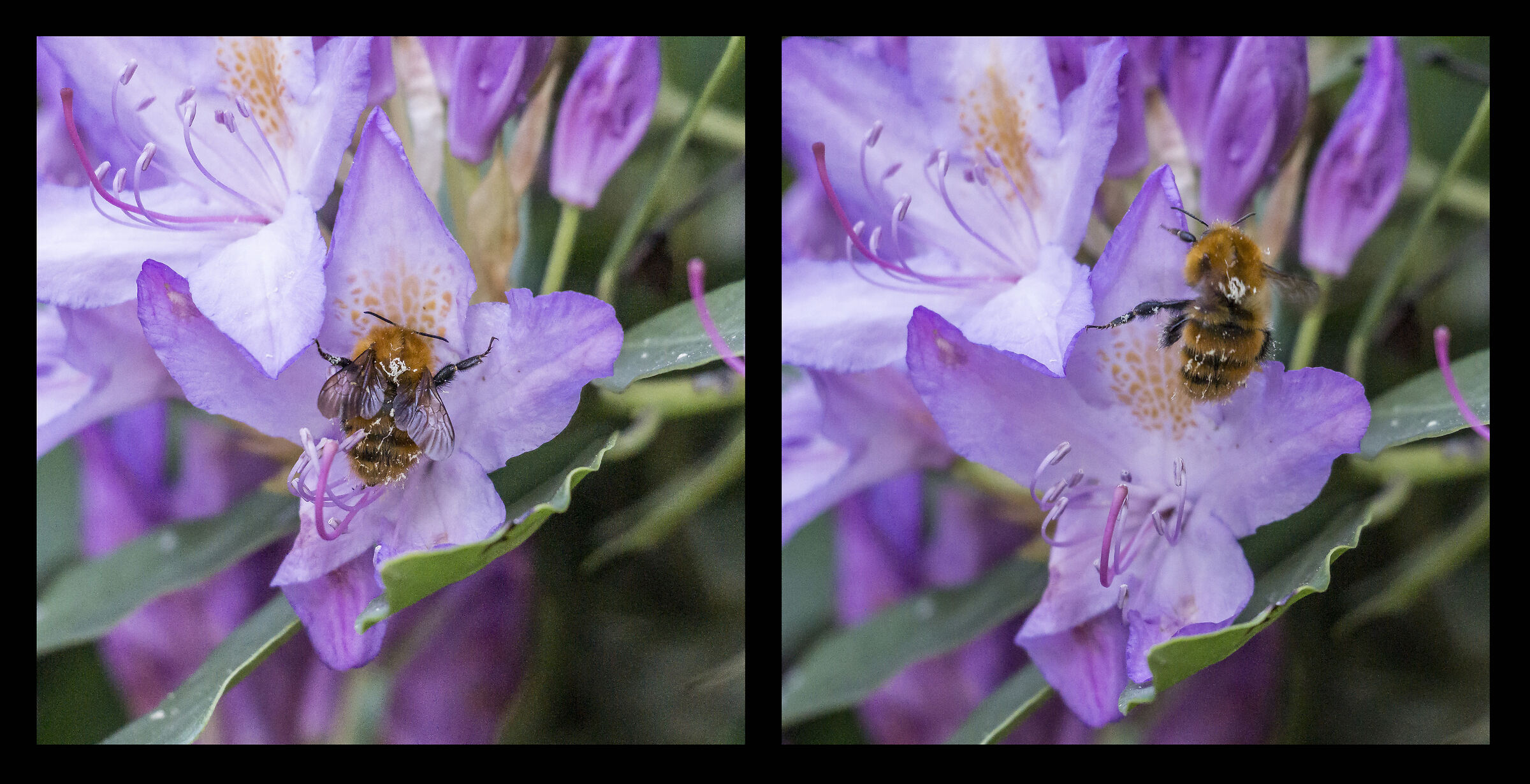 Rhododendron Catawbiense - 44 (con bombo)