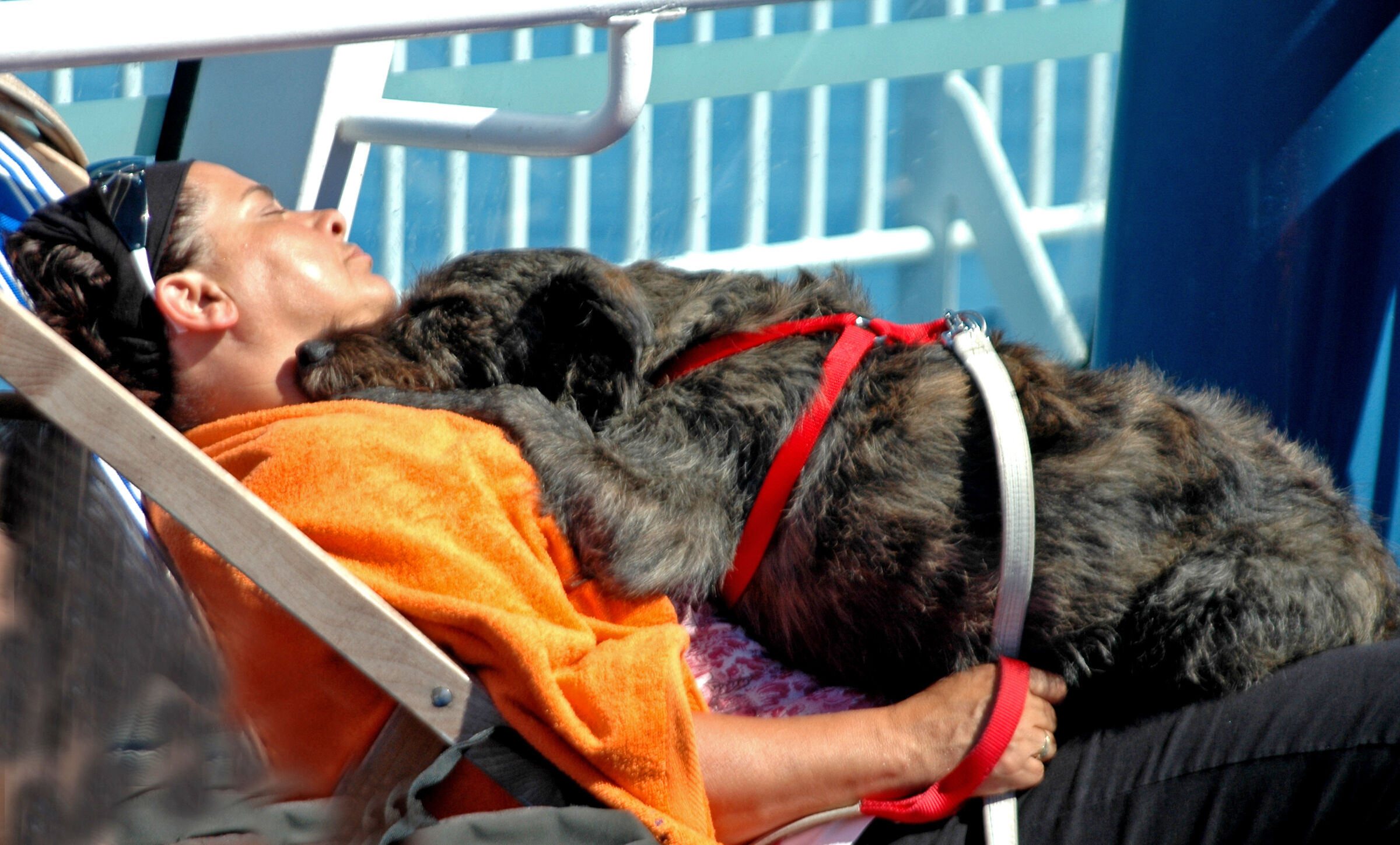 l'amore per gli animali