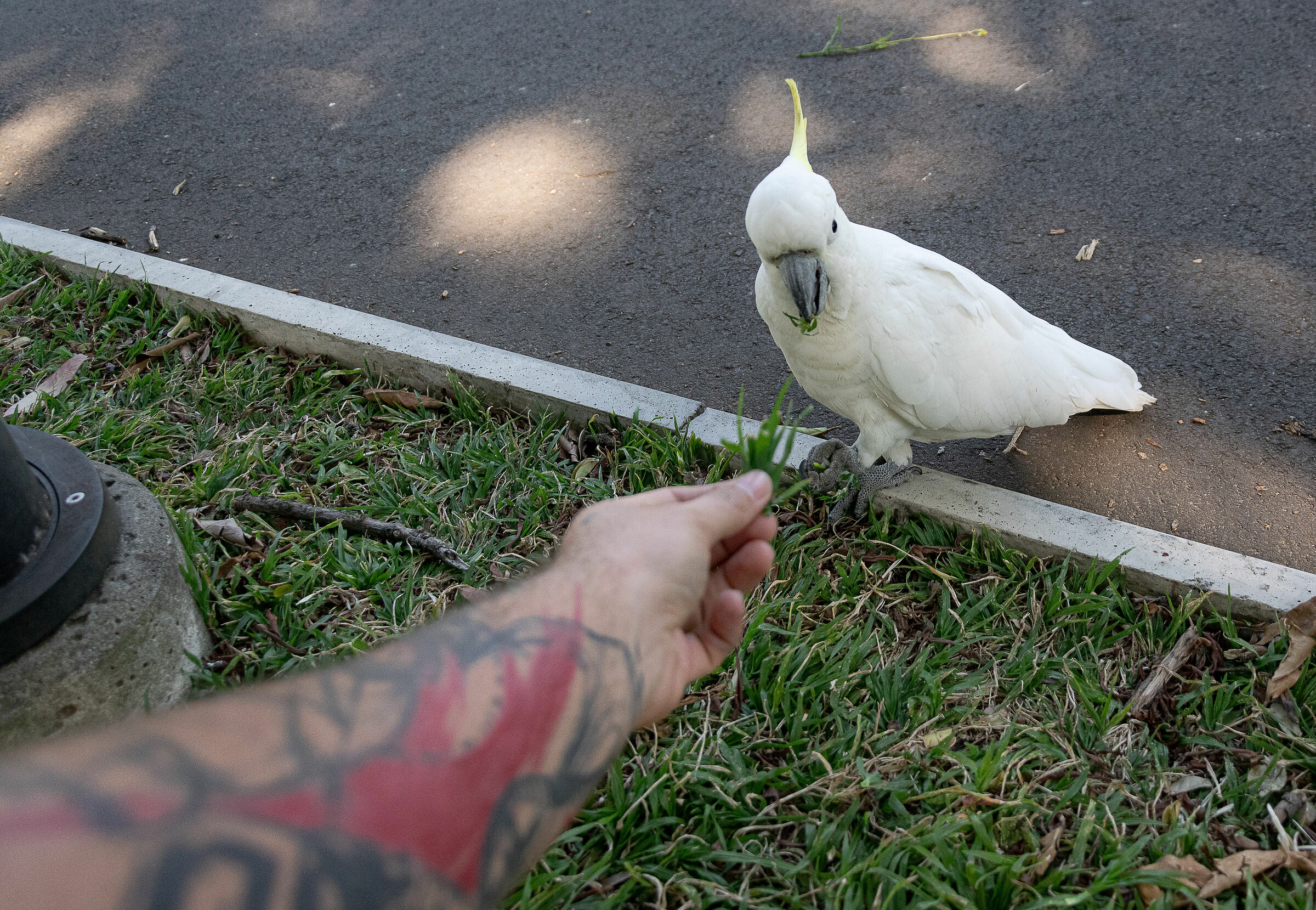 Cacatua