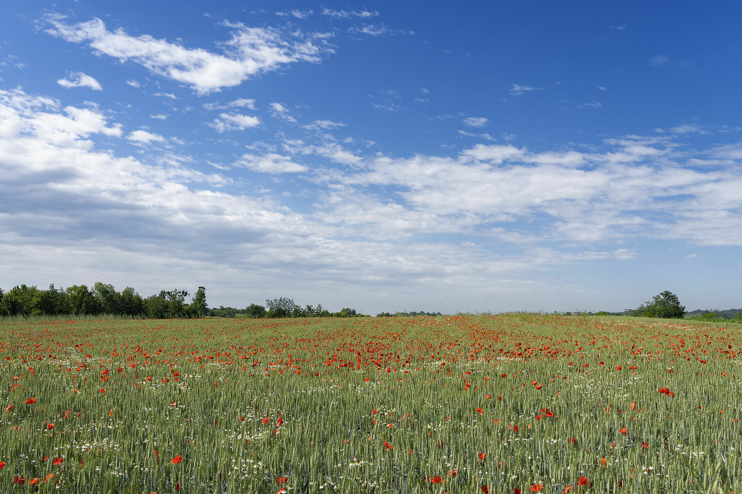 Quant'è bella la primavera