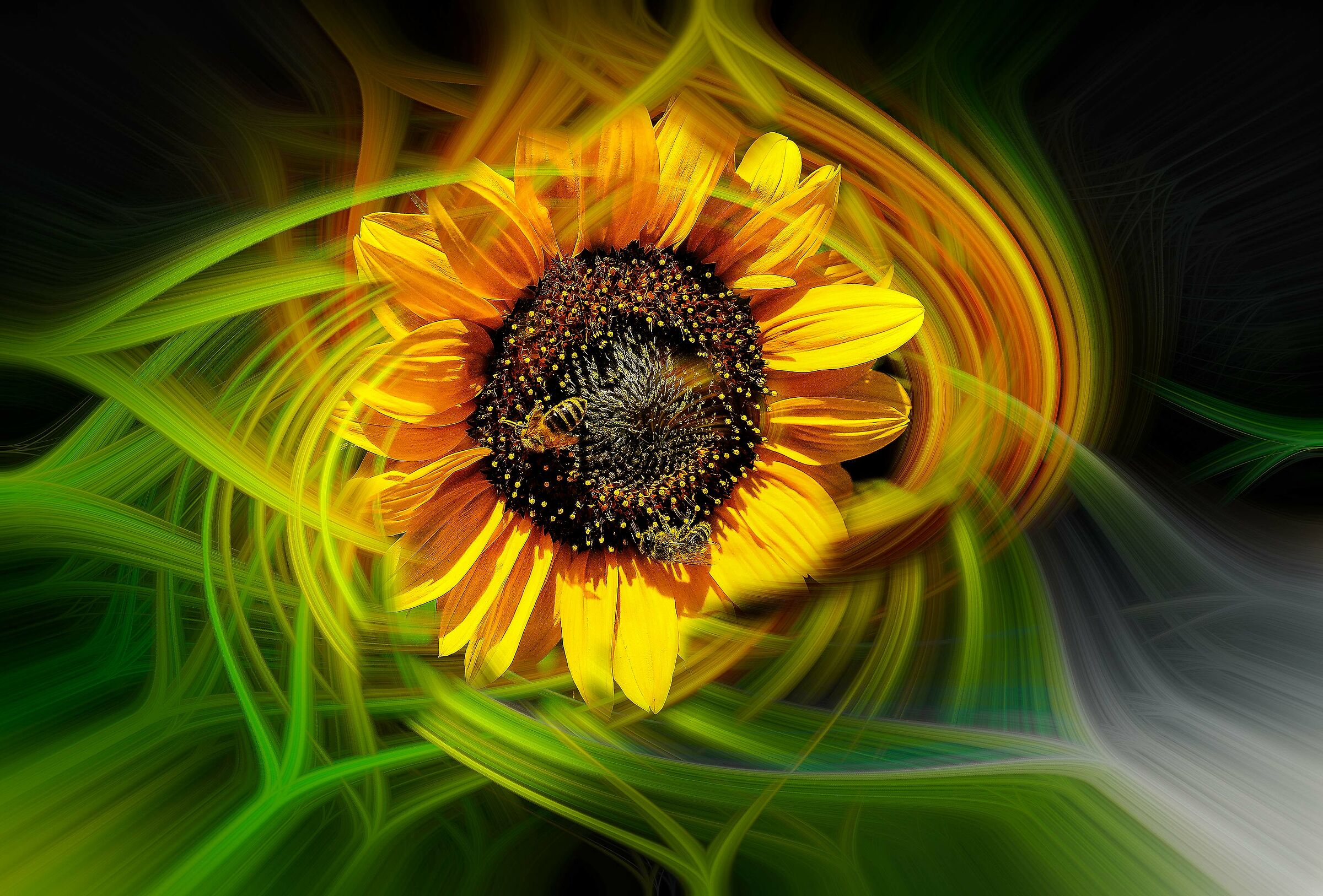 girasole con ape