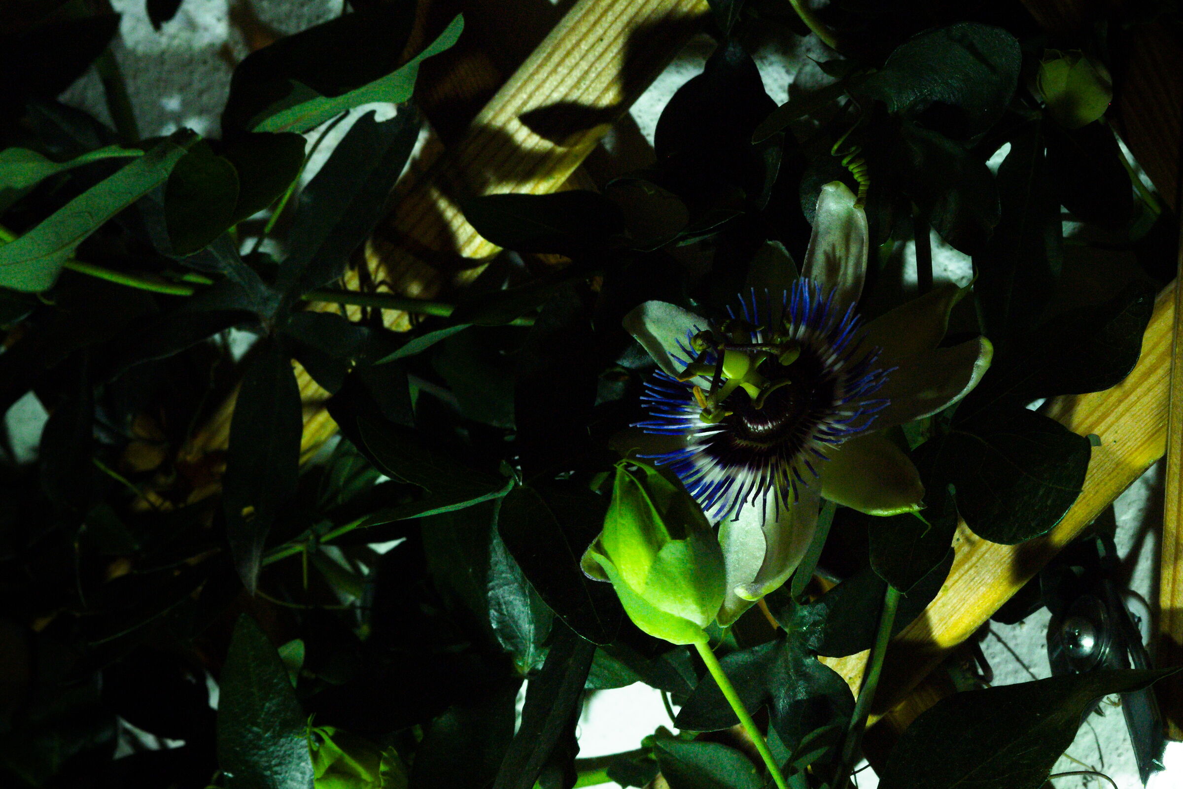 Passiflora at night