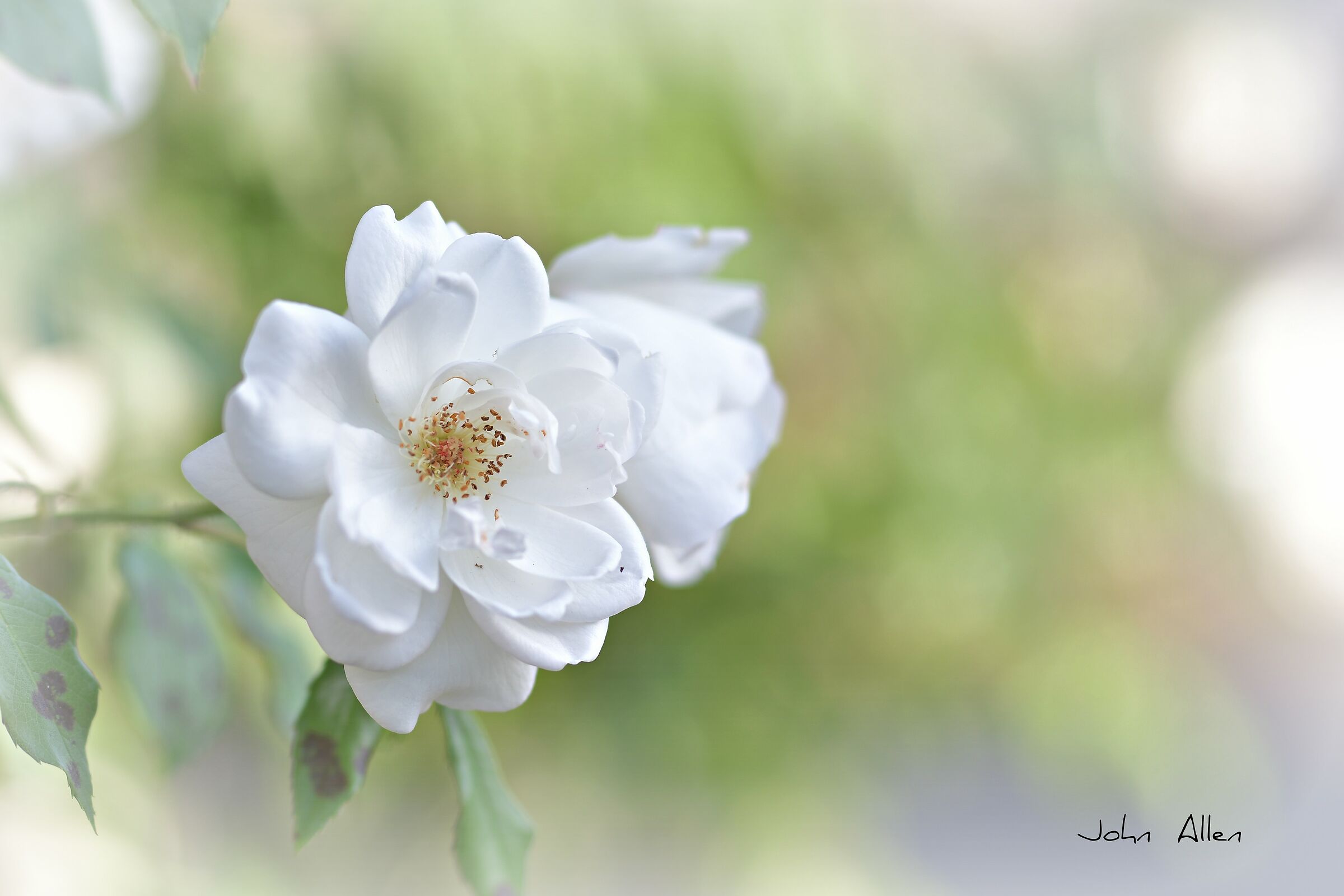 White rose