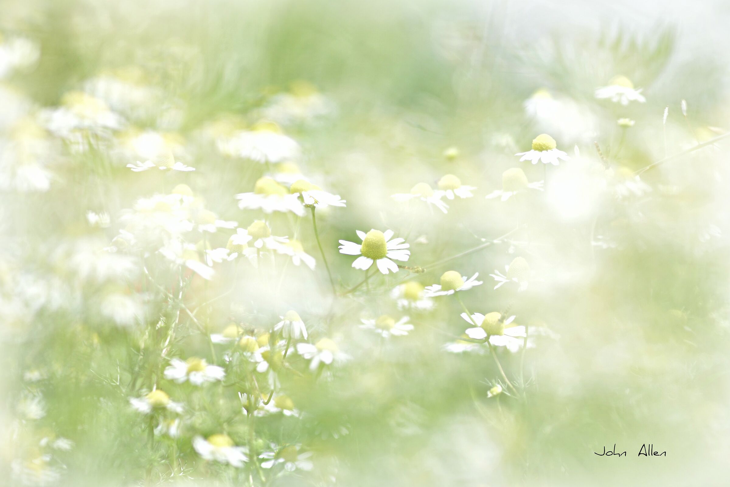 Chamomile