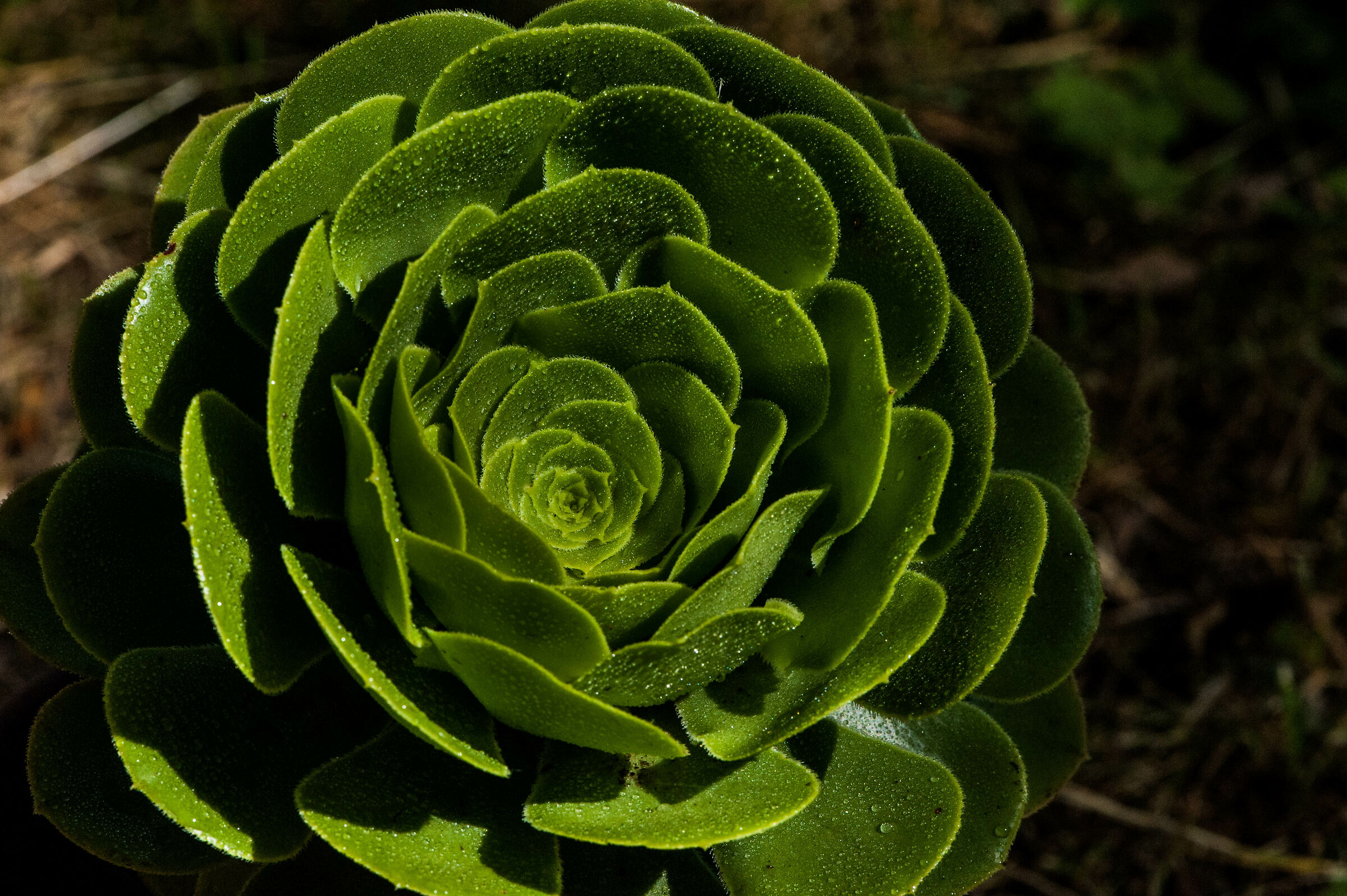 Aeonium, New