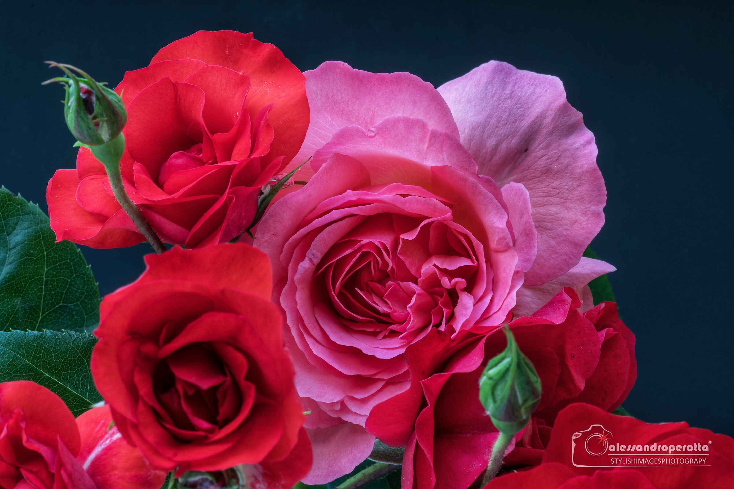 Rose