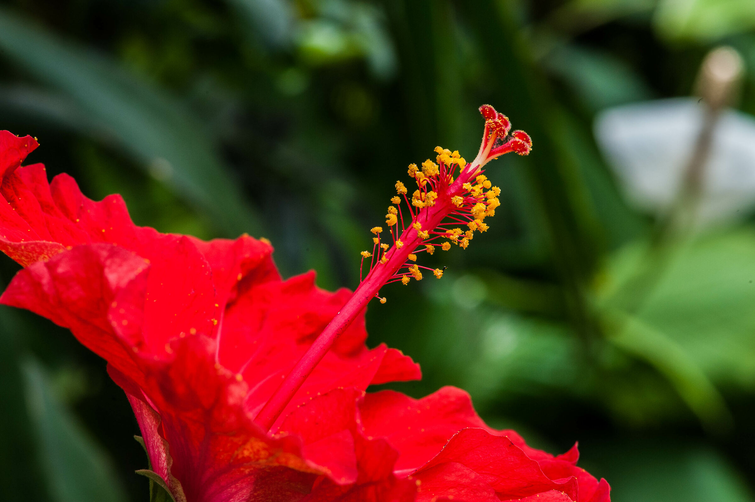 Hibiscus
