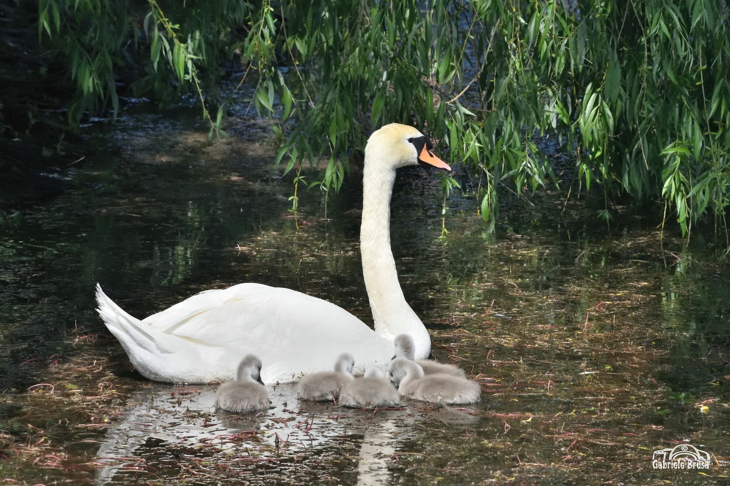 Mamma Cigno ed i suoi piccoli