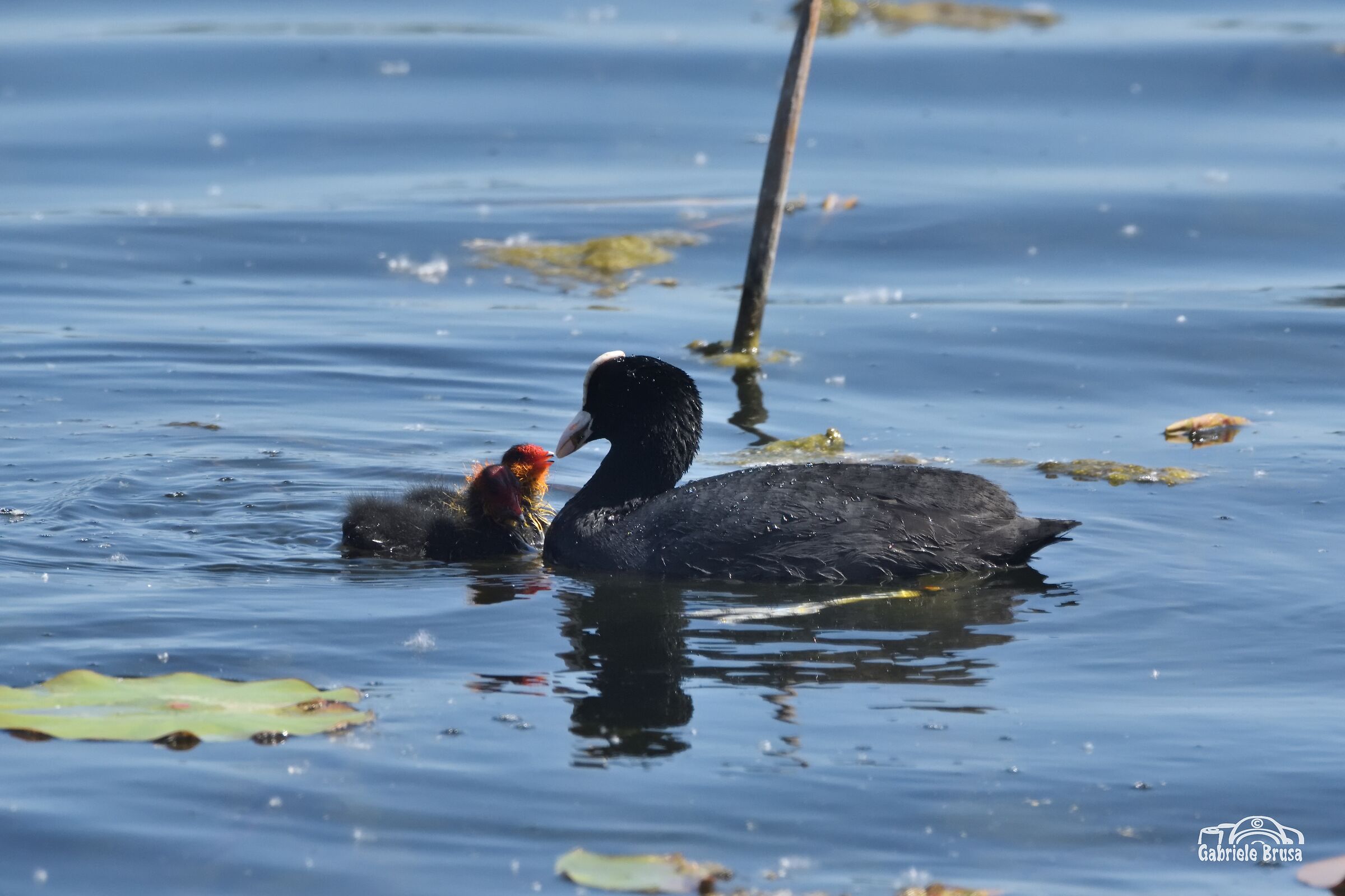 Folaga con i piccoli