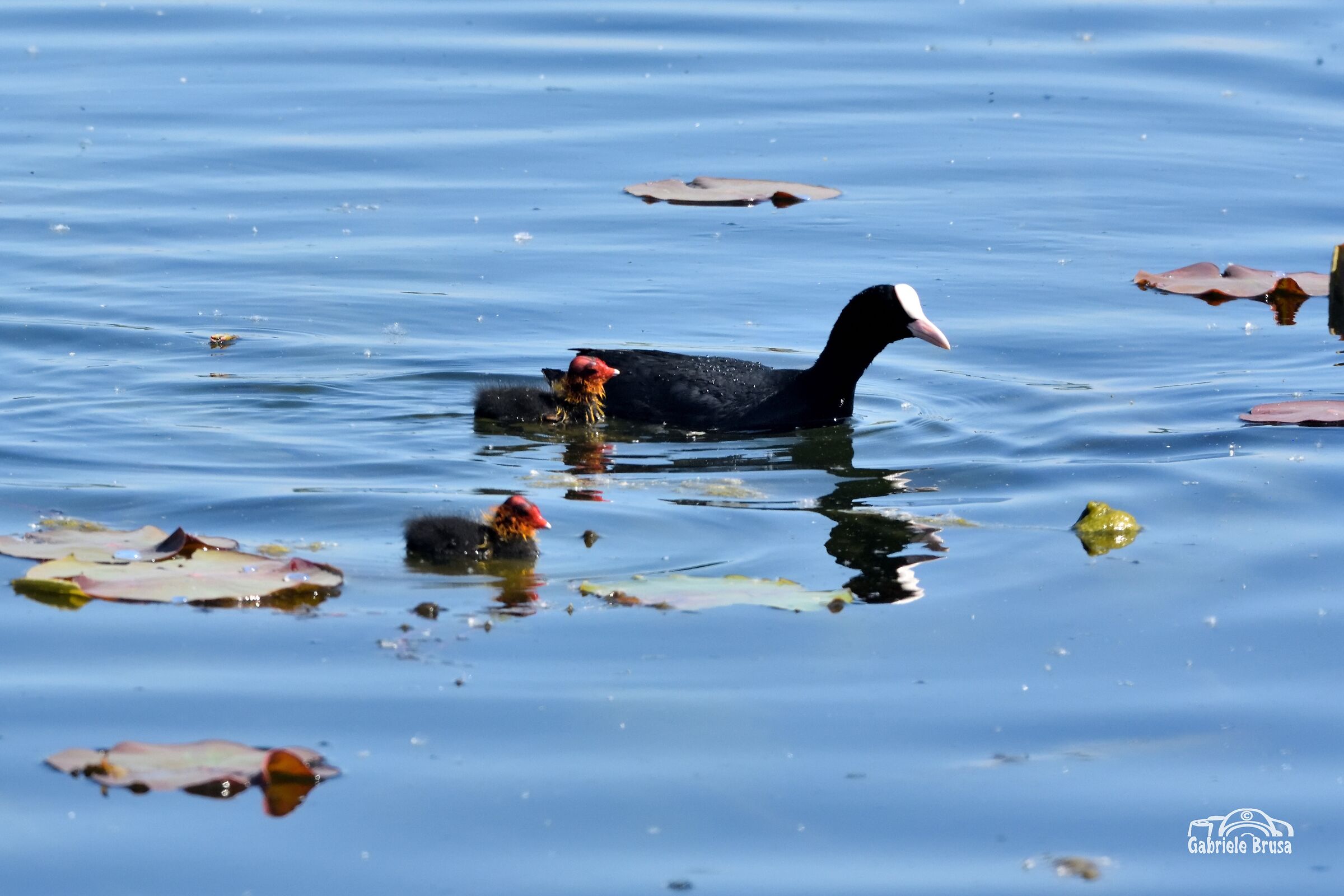 Folaga con i piccoli