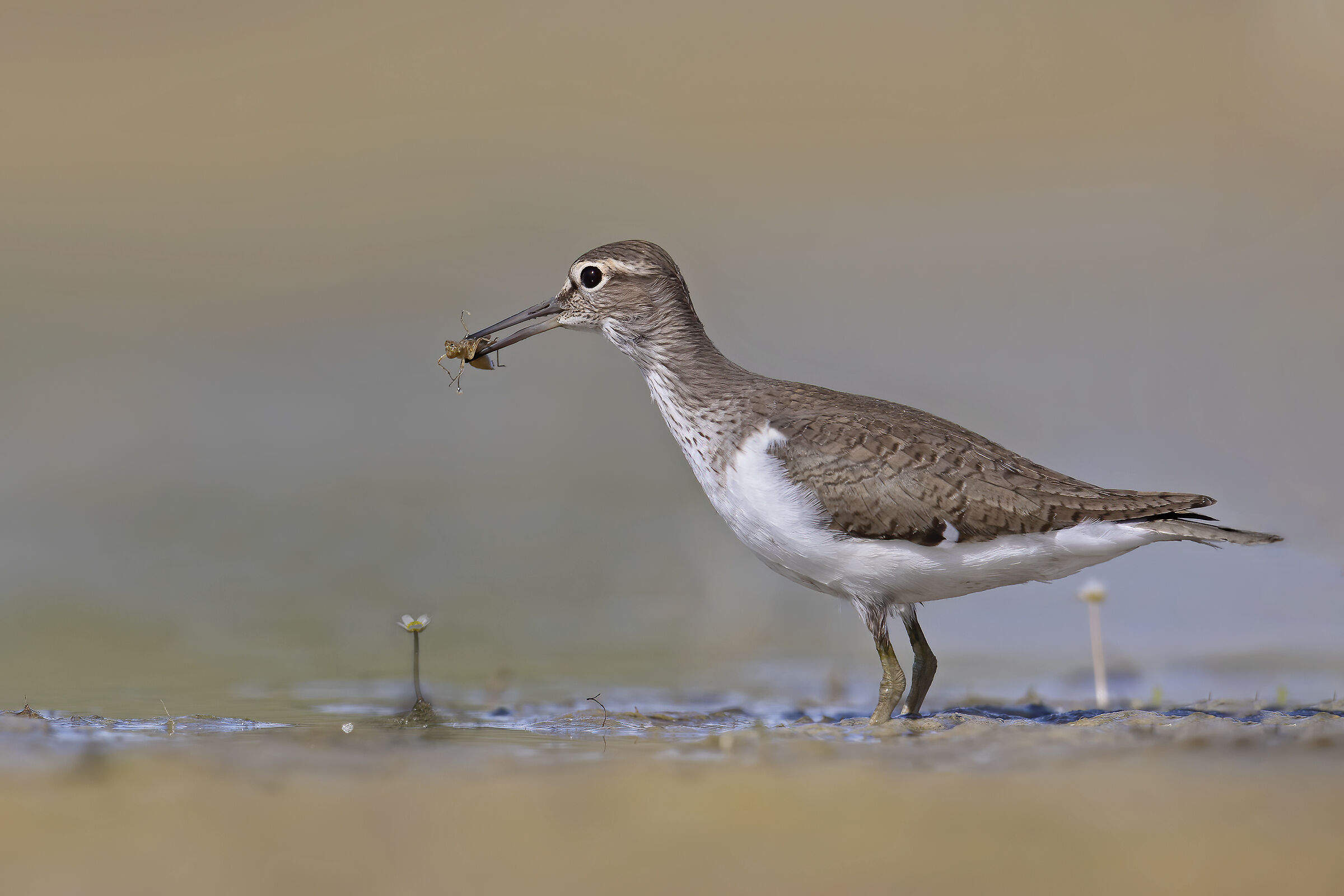 piro piro piccolo  con preda