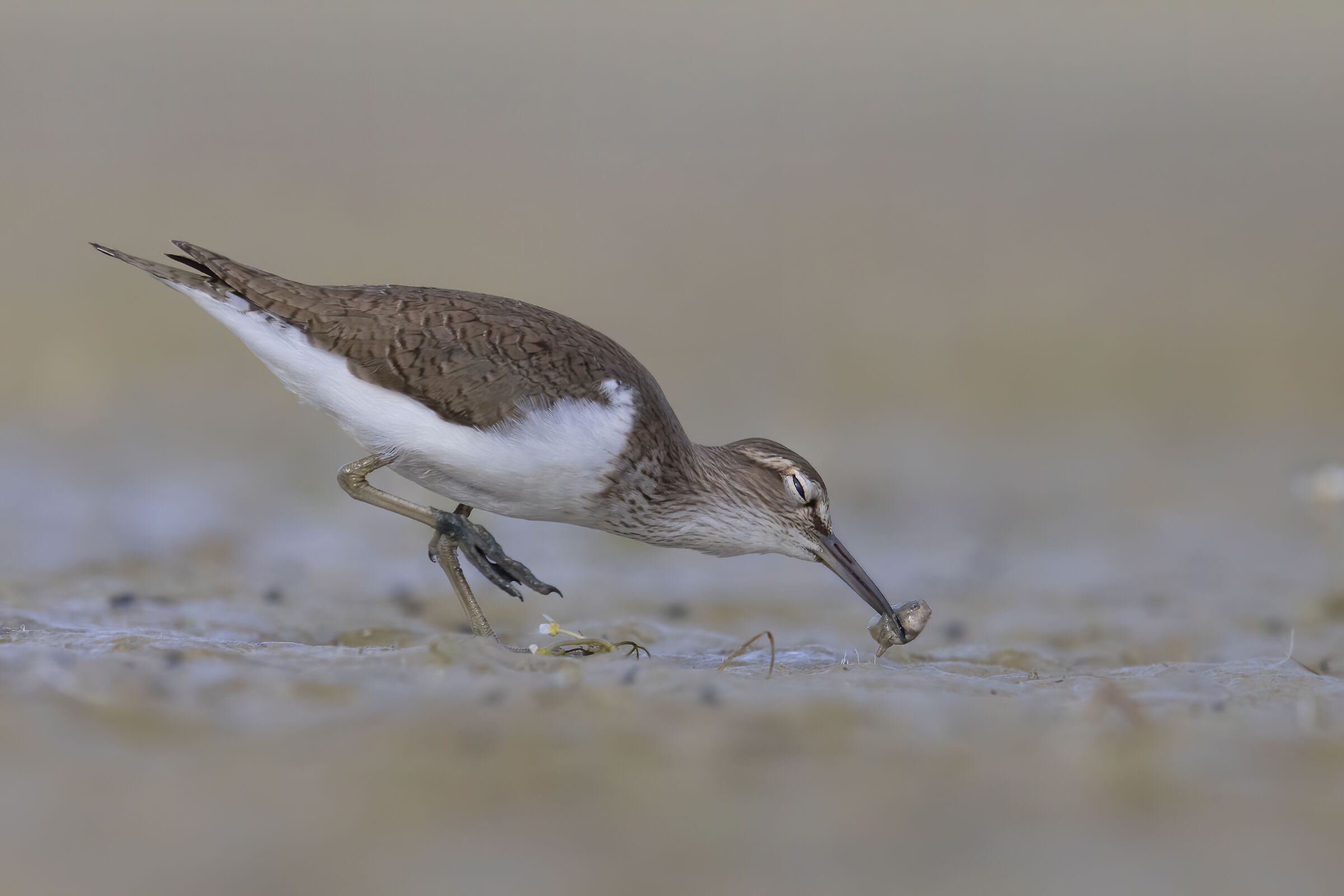 piro piro piccolo  con preda